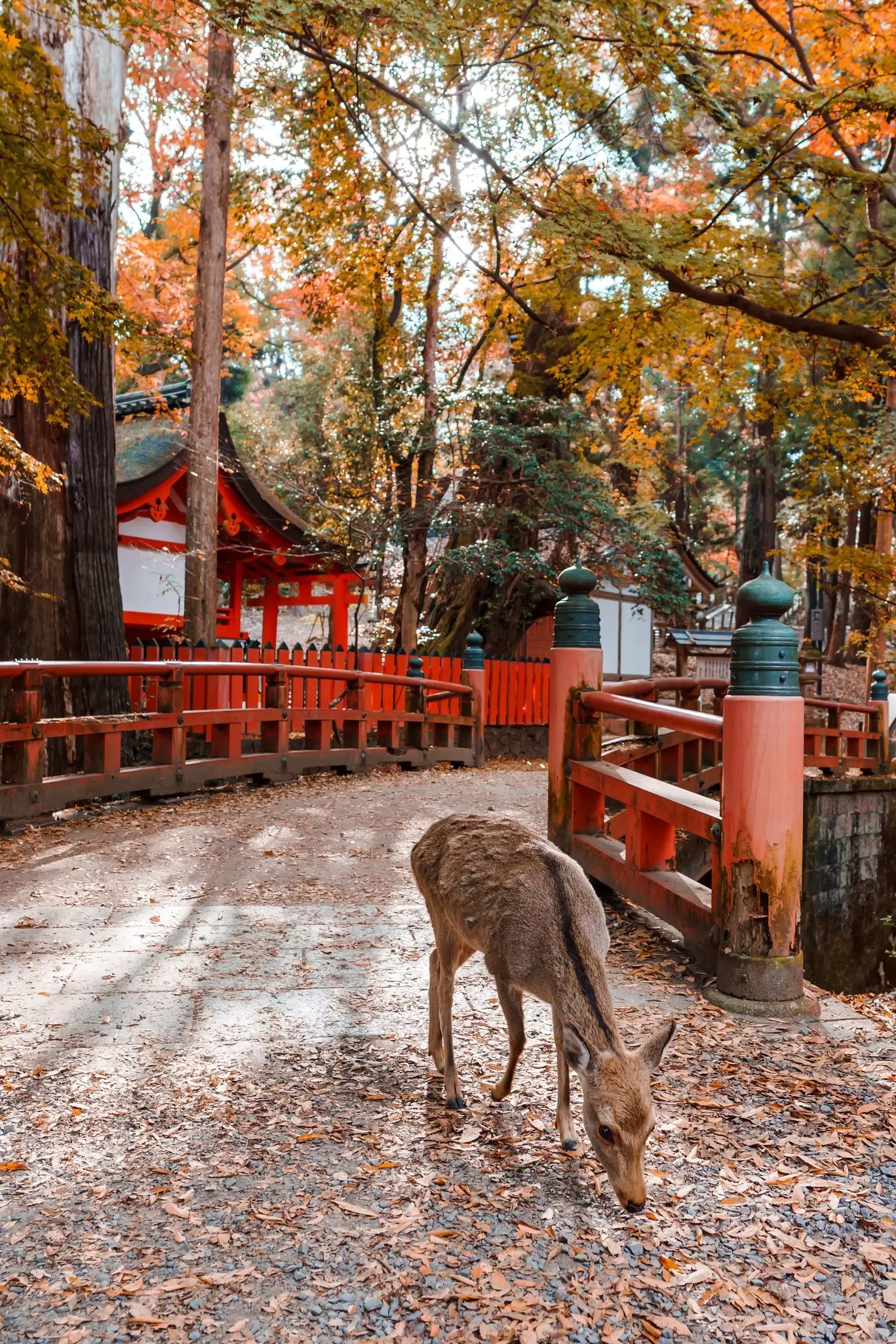 A dear sniffing autumn leaves on the ground next to a stone bridge with red wooden railings