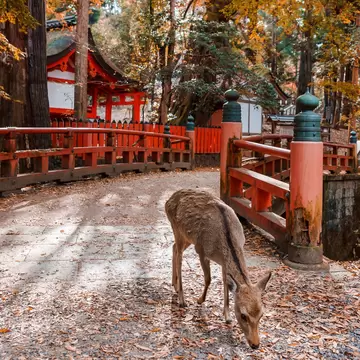 A dear sniffing autumn leaves on the ground next to a stone bridge with red wooden railings