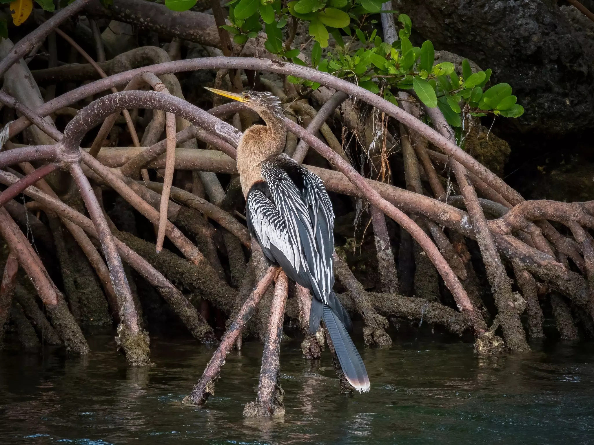 A long-necked bird with black, white and brown plumage rests on mangrove roots in a swamp.