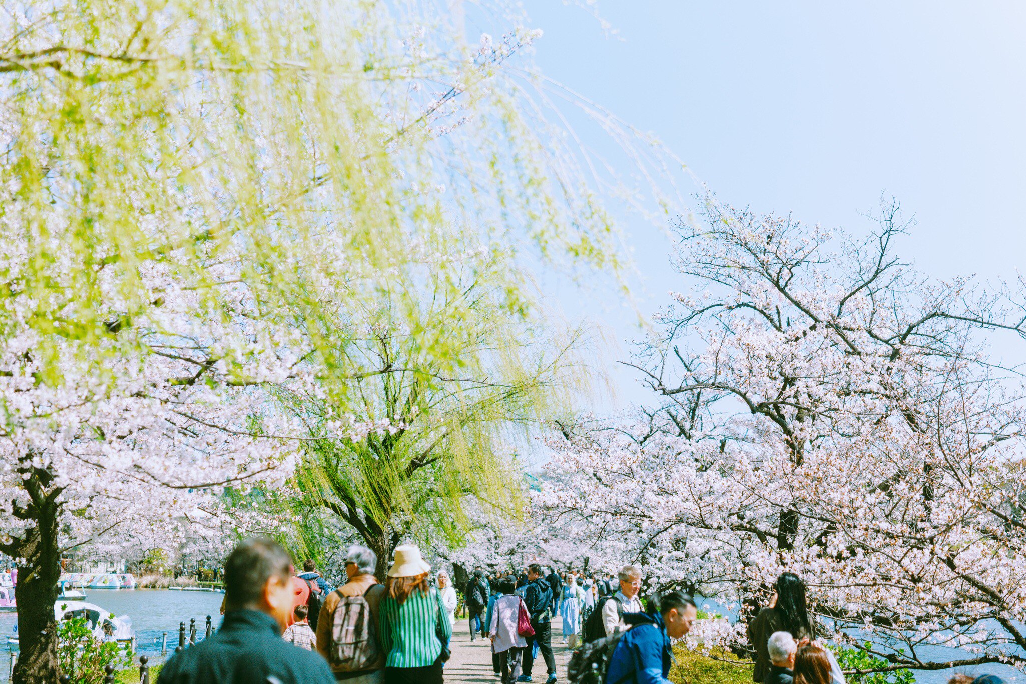TOKYO, JAPAN. APRIL 2025. 
UENO
Ueno park, cherry blossoms