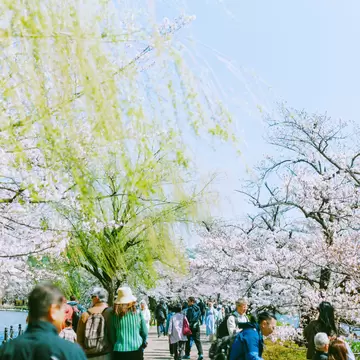 TOKYO, JAPAN. APRIL 2025. 
UENO
Ueno park, cherry blossoms