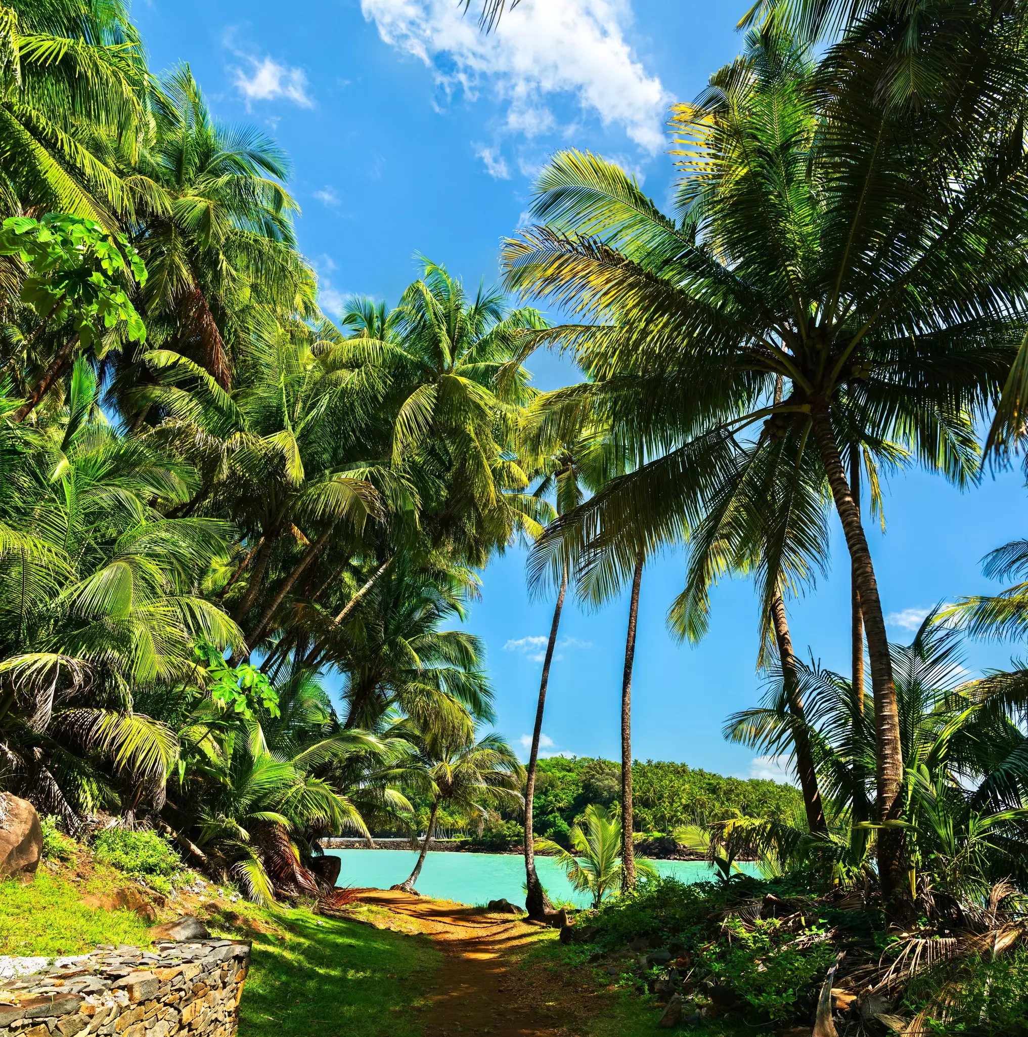 A coastal path lined with palm trees.