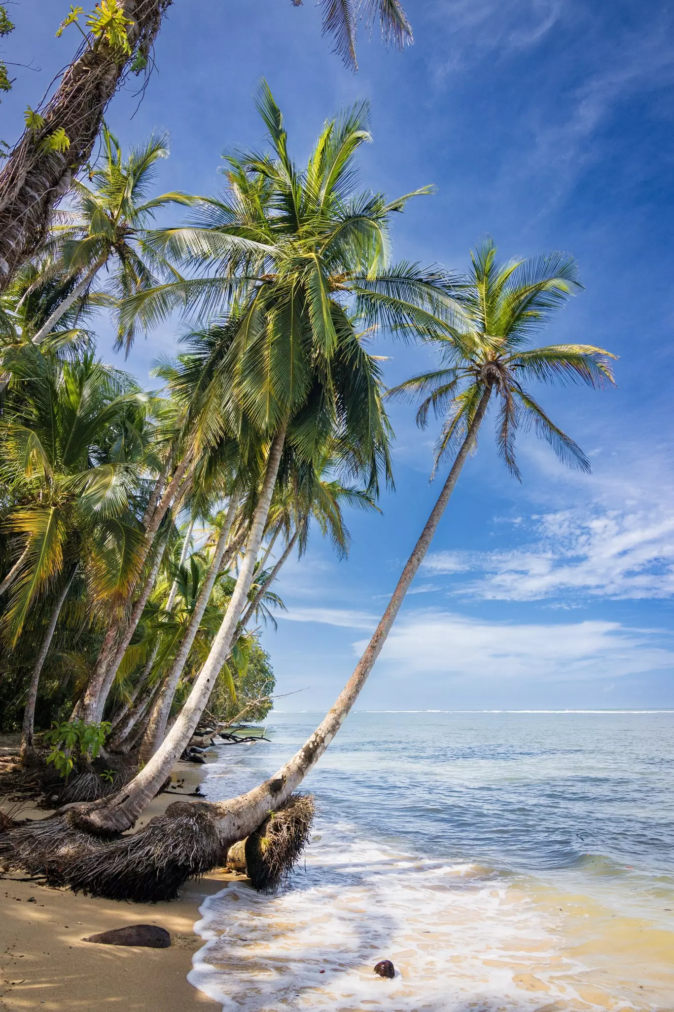 Palm trees hang over the edge of the ocean in Cahuita National Park in Costa Rica. Clear blue water, sunny sky and few white clouds. 
