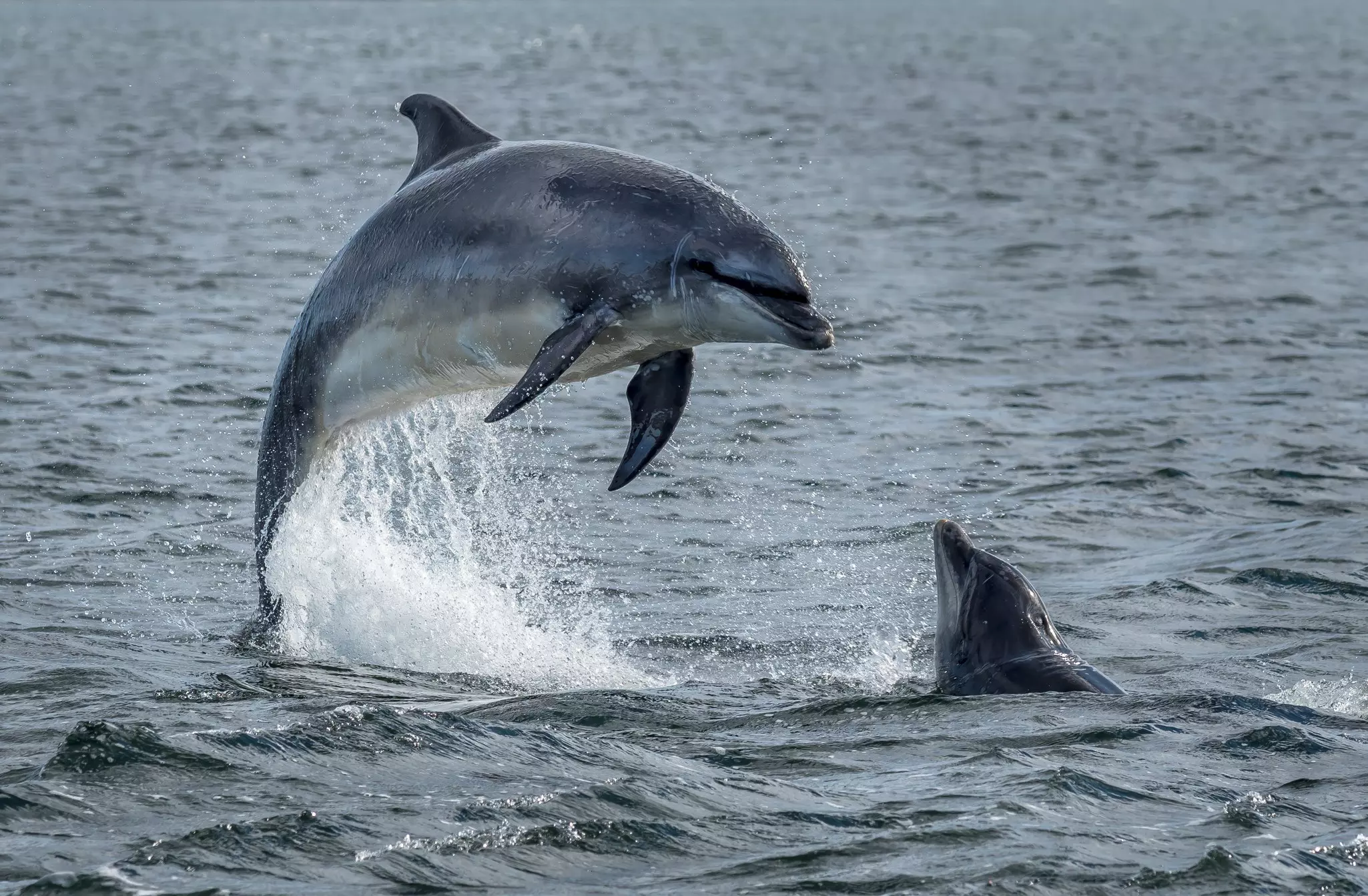 Wild bottlenose dolphins jumping from the Moray Firth near Inverness in Scotland.