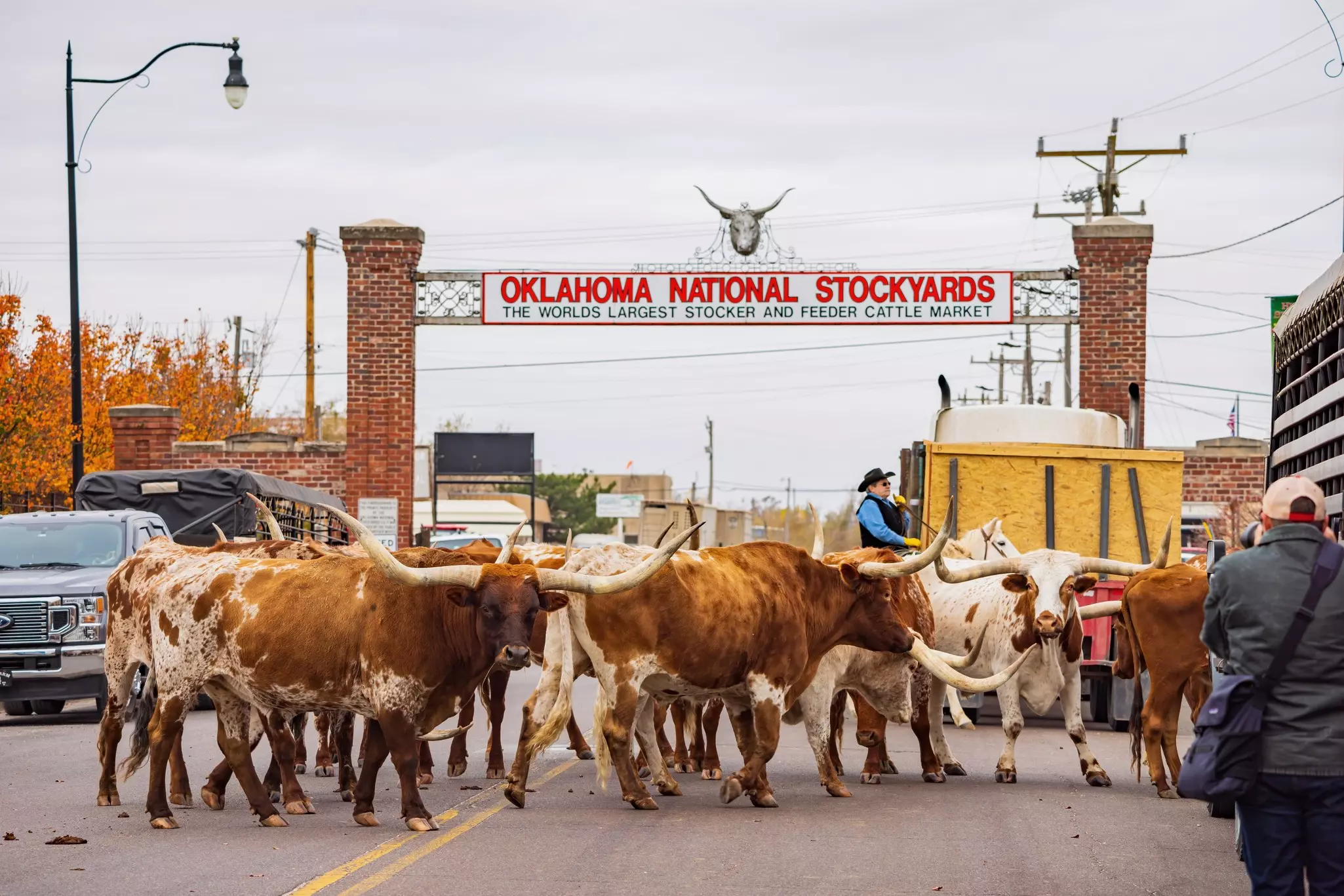 Oklahoma, DEC 4, 2021 - Longhorn walking in the Cowboy Christmas Parade, License Type: media, Download Time: 2026-05-29T14:18:34.000Z, User: adouglaslott59, Editorial: true, purchase_order: 65050 - Digital Destinations and Articles, job: Online editorial, client: Guide to Oklahoma City, other: Ann Douglas Lott