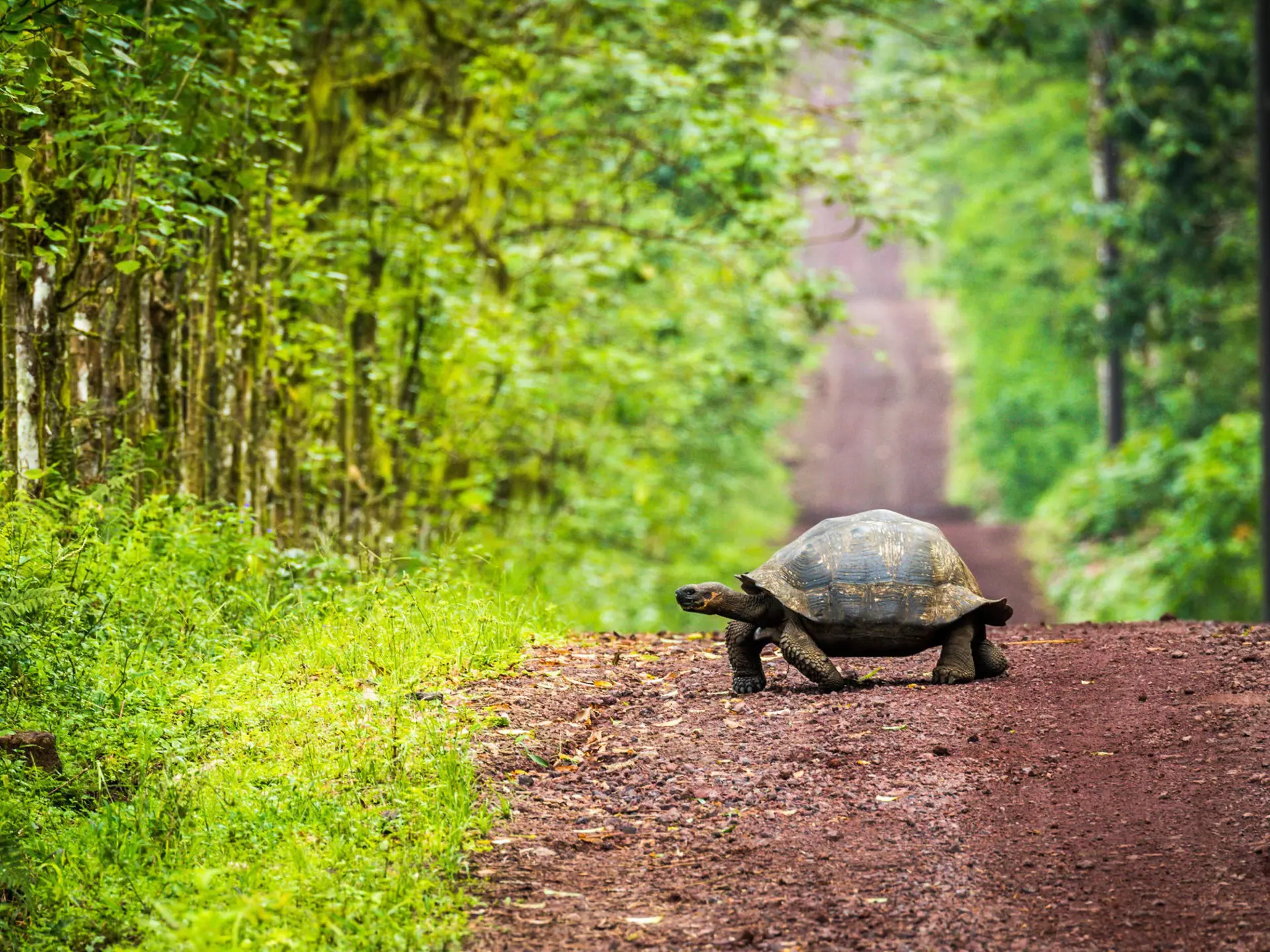 A Galapagos giant tortoise crossing a straight dirt road.
398020066
tortoise, forest, shell, trees, track, nature, woods, reptile, crossing, animal, road, galapagos, wildlife, geochelone, dirt, nigrita, giant
