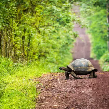 A Galapagos giant tortoise crossing a straight dirt road.
398020066
tortoise, forest, shell, trees, track, nature, woods, reptile, crossing, animal, road, galapagos, wildlife, geochelone, dirt, nigrita, giant