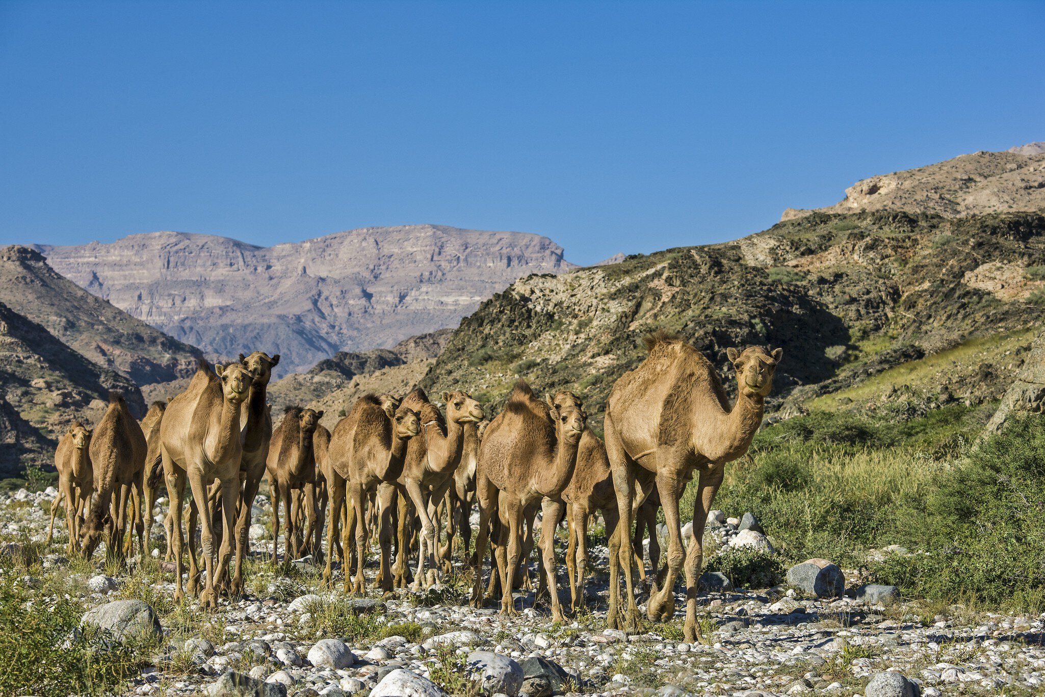 Arabian Peninsula, Sultanate of Oman, Southern Province, Dhofar Governate, Salalah,  Camels (Camelus dromedarius) in dry valley