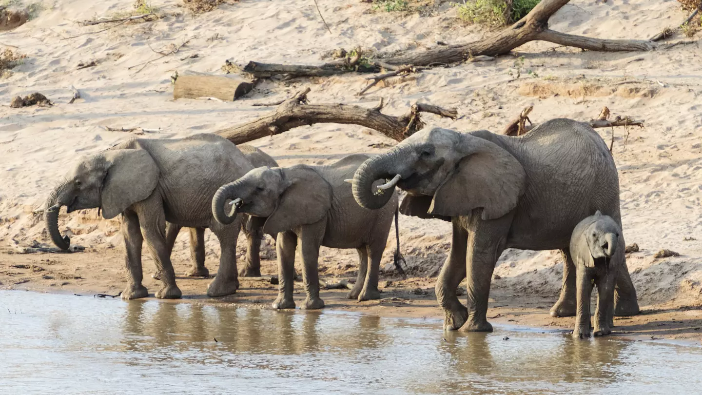 Kenya is launching the Magical Kenya elephant naming campaign © Miguel Sanz/Getty Images