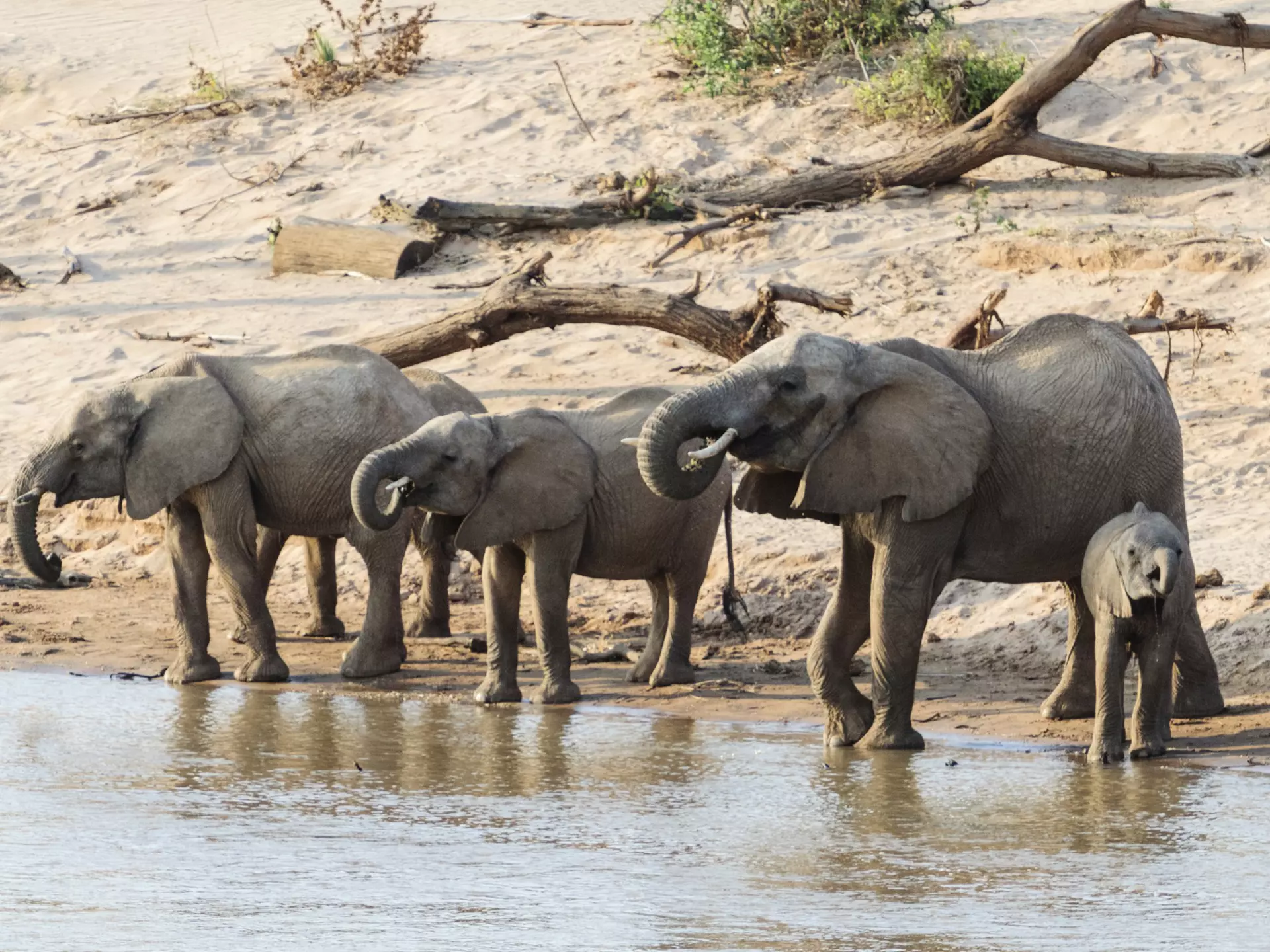 Kenya is launching the Magical Kenya elephant naming campaign © Miguel Sanz/Getty Images