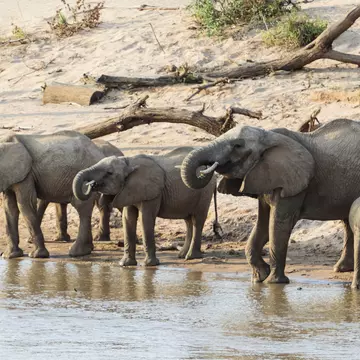 Kenya is launching the Magical Kenya elephant naming campaign © Miguel Sanz/Getty Images