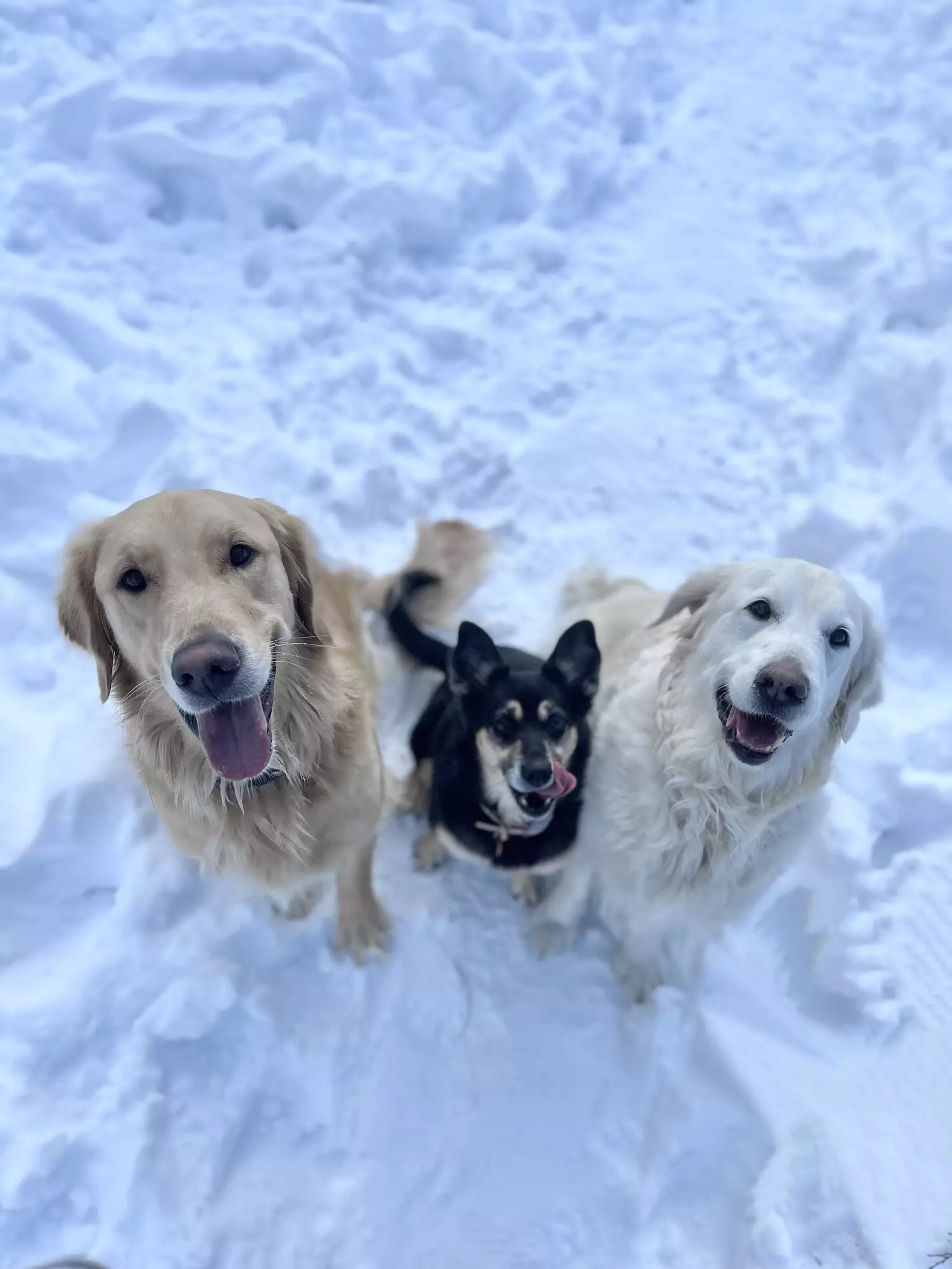Rosie Westlund's adorable pups taking their winter walkies @ Courtesy Rosie Westlund