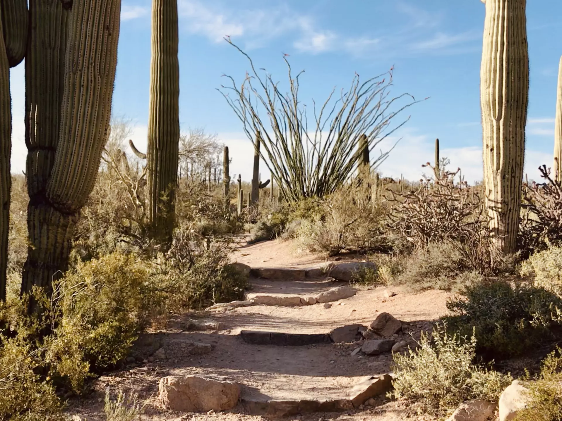 The short but stunning Valley View Overlook Trail at dusk in Saguaro National Park West district.jpeg
