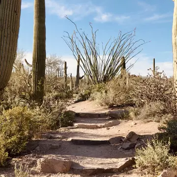 The short but stunning Valley View Overlook Trail at dusk in Saguaro National Park West district.jpeg