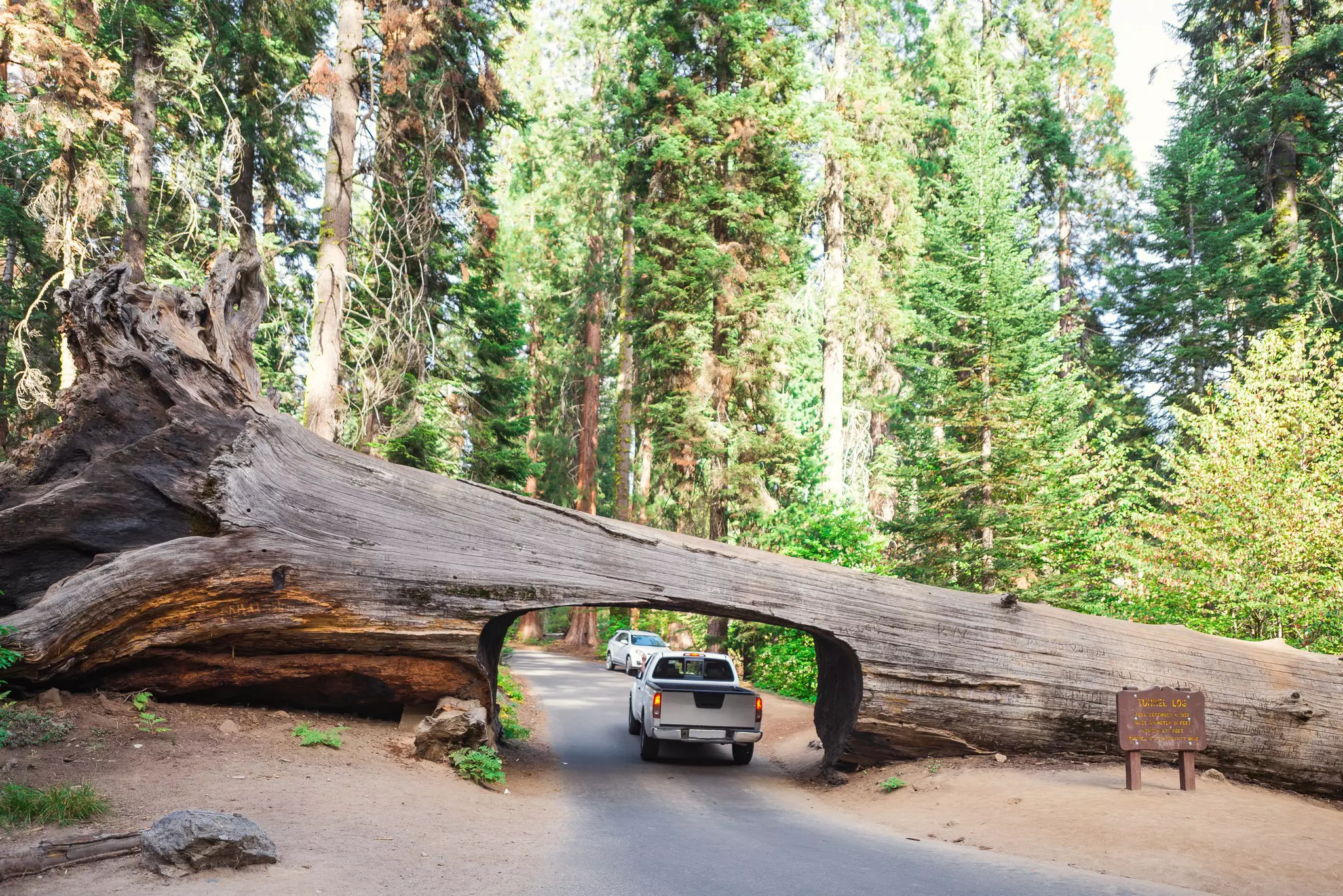 A white truck drives along a road intersected by a huge tree that has had a tunnel carved through its trunk