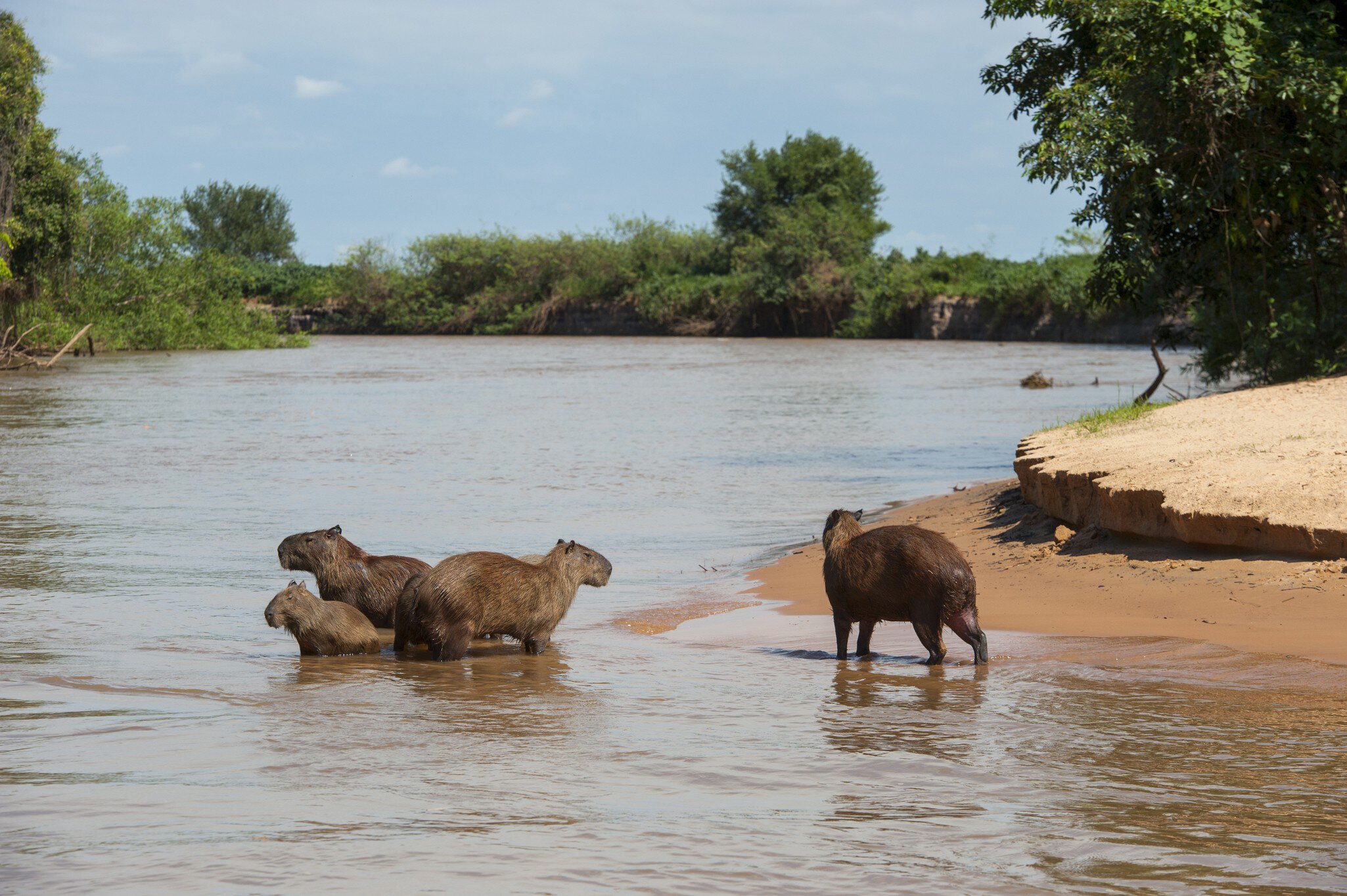 PANTANAL, BRAZIL - 2014/09/21: Capybara (Hydrochoerus hydrochaeris) family on a beach at a tributary of the Cuiaba River near Porto Jofre in the northern Pantanal, Mato Grosso province in Brazil.  Capybaras are the largest rodents in the world. (Photo by Wolfgang Kaehler/LightRocket via Getty Images)
PANTANAL, BRAZIL - 2014/09/21: Capybara (Hydrochoerus hydrochaeris) family on a beach at a tributary of the Cuiaba River near Porto Jofre in the northern Pantanal, Mato Grosso province in Brazil.  Capybaras are the largest rodents in the world. (Photo by
South America, SOUTH AMERICAN, Brazil, BRAZILIAN, MATO GROSSO, NORTHERN, Northern Pantanal, 2014, PANTANAL, Porto Jofre, Cuiaba River, Wildlife, MAMMAL, CAPYBARA, CAPYBARA (Hydrochoerus hydrochaeris), baby animal, BABY ANIMALS, RODENT, RODENTS, animal family, animal families, topics, topix, bestof, toppics, toppix