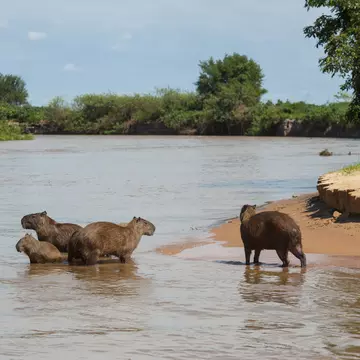 PANTANAL, BRAZIL - 2014/09/21: Capybara (Hydrochoerus hydrochaeris) family on a beach at a tributary of the Cuiaba River near Porto Jofre in the northern Pantanal, Mato Grosso province in Brazil.  Capybaras are the largest rodents in the world. (Photo by Wolfgang Kaehler/LightRocket via Getty Images)
PANTANAL, BRAZIL - 2014/09/21: Capybara (Hydrochoerus hydrochaeris) family on a beach at a tributary of the Cuiaba River near Porto Jofre in the northern Pantanal, Mato Grosso province in Brazil.  Capybaras are the largest rodents in the world. (Photo by
South America, SOUTH AMERICAN, Brazil, BRAZILIAN, MATO GROSSO, NORTHERN, Northern Pantanal, 2014, PANTANAL, Porto Jofre, Cuiaba River, Wildlife, MAMMAL, CAPYBARA, CAPYBARA (Hydrochoerus hydrochaeris), baby animal, BABY ANIMALS, RODENT, RODENTS, animal family, animal families, topics, topix, bestof, toppics, toppix
