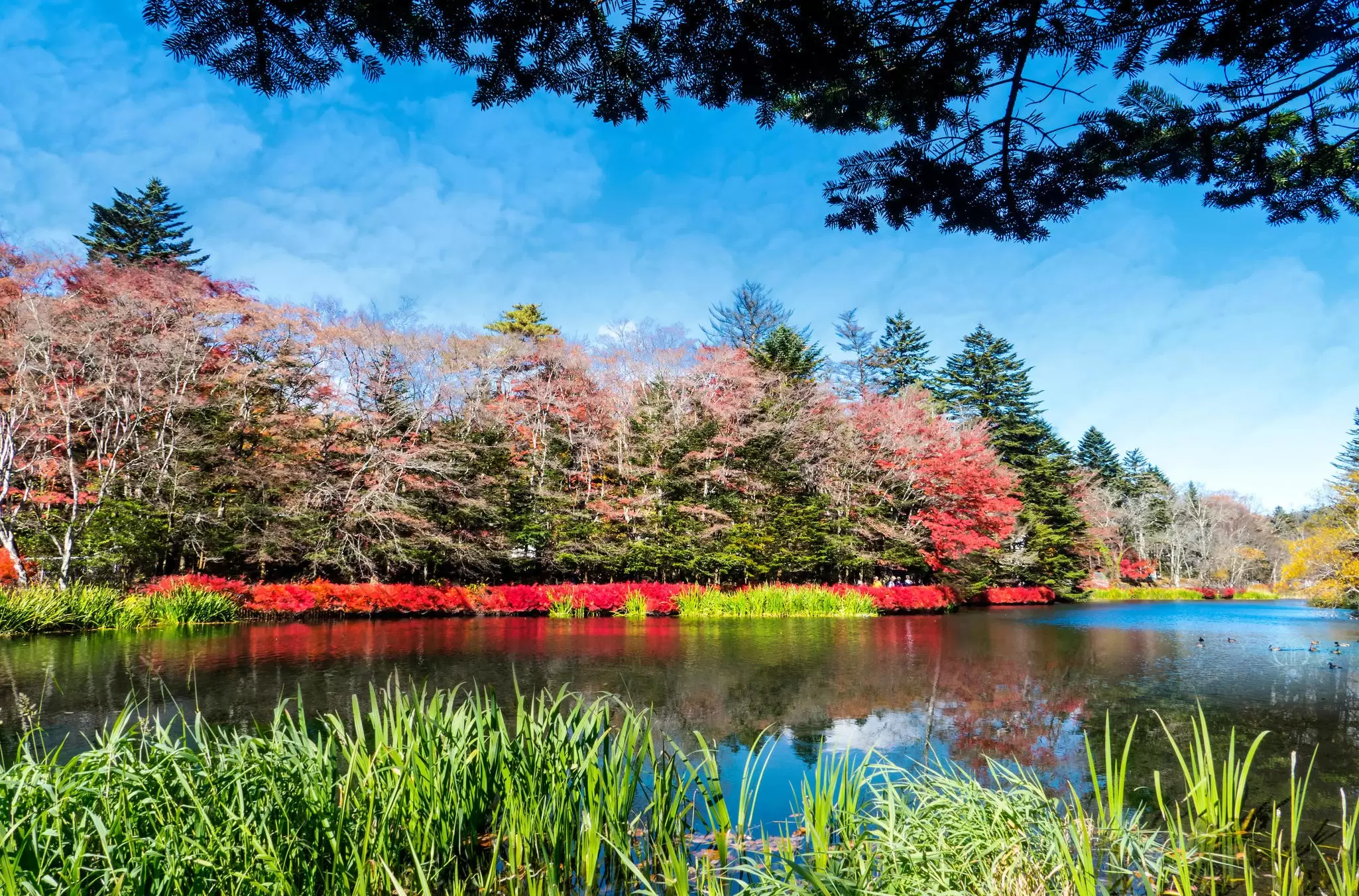 A green garden space in Kyoto, Japan