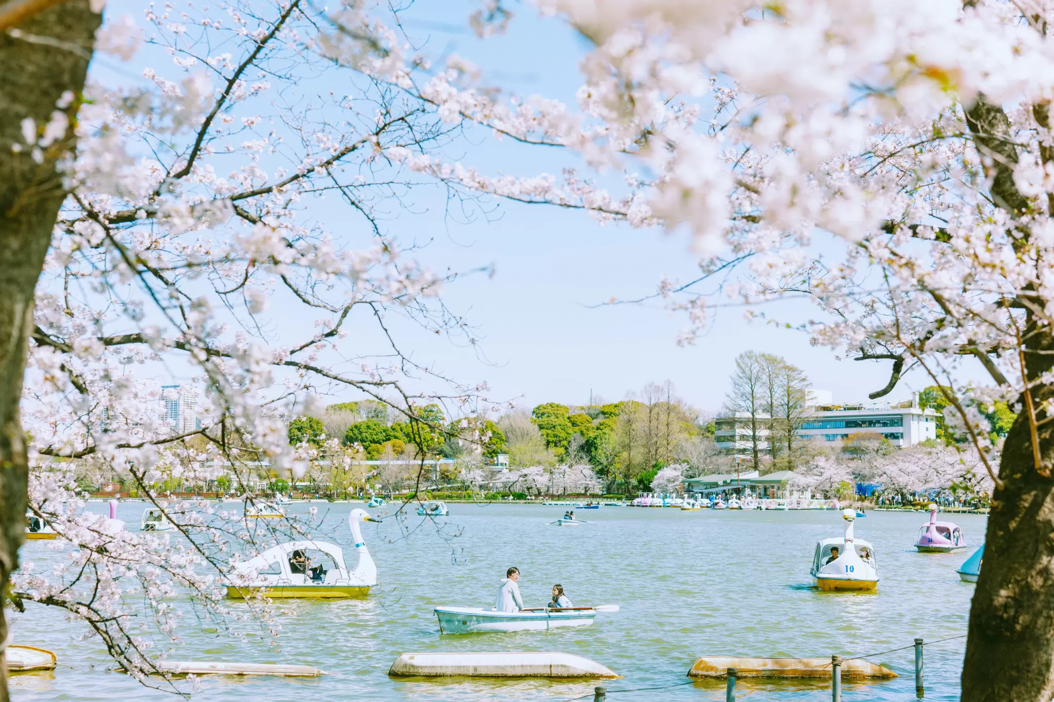 Swan paddleboats seen on the water in Tokyo, viewed through cherry blossom trees