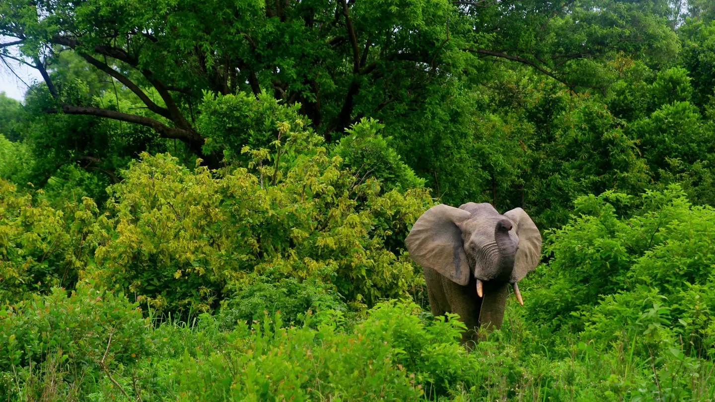 A male African elephant in the greenery of Mole National Park, Ghana, West Africa
