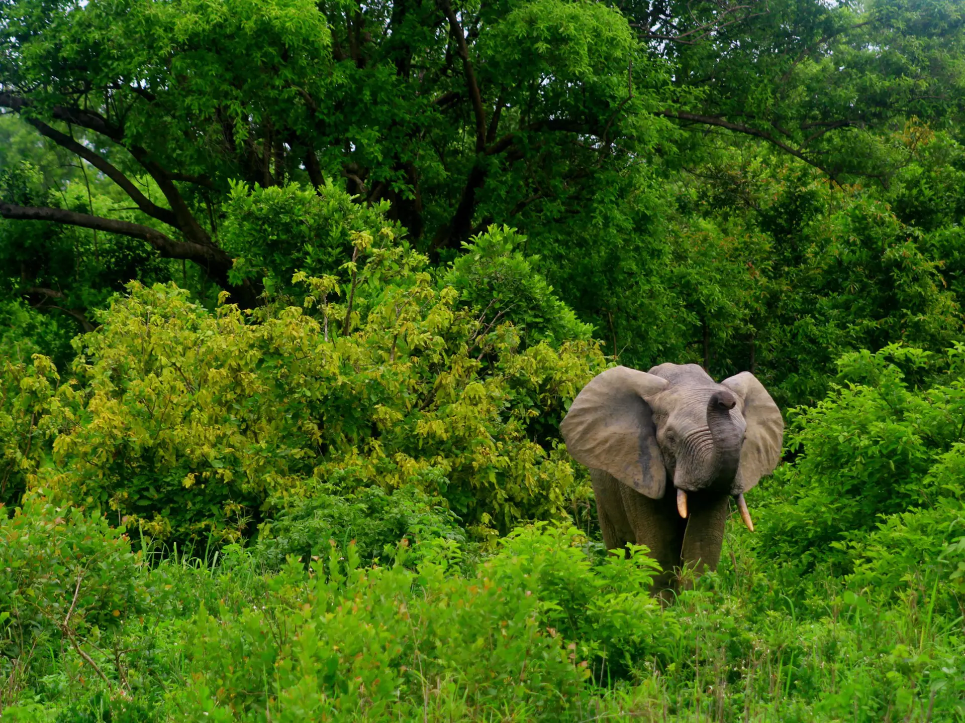 A male African elephant in the greenery of Mole National Park, Ghana, West Africa