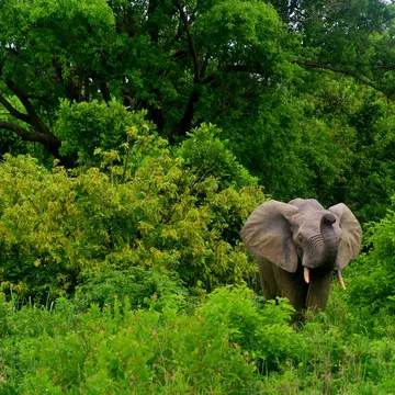 A male African elephant in the greenery of Mole National Park, Ghana, West Africa