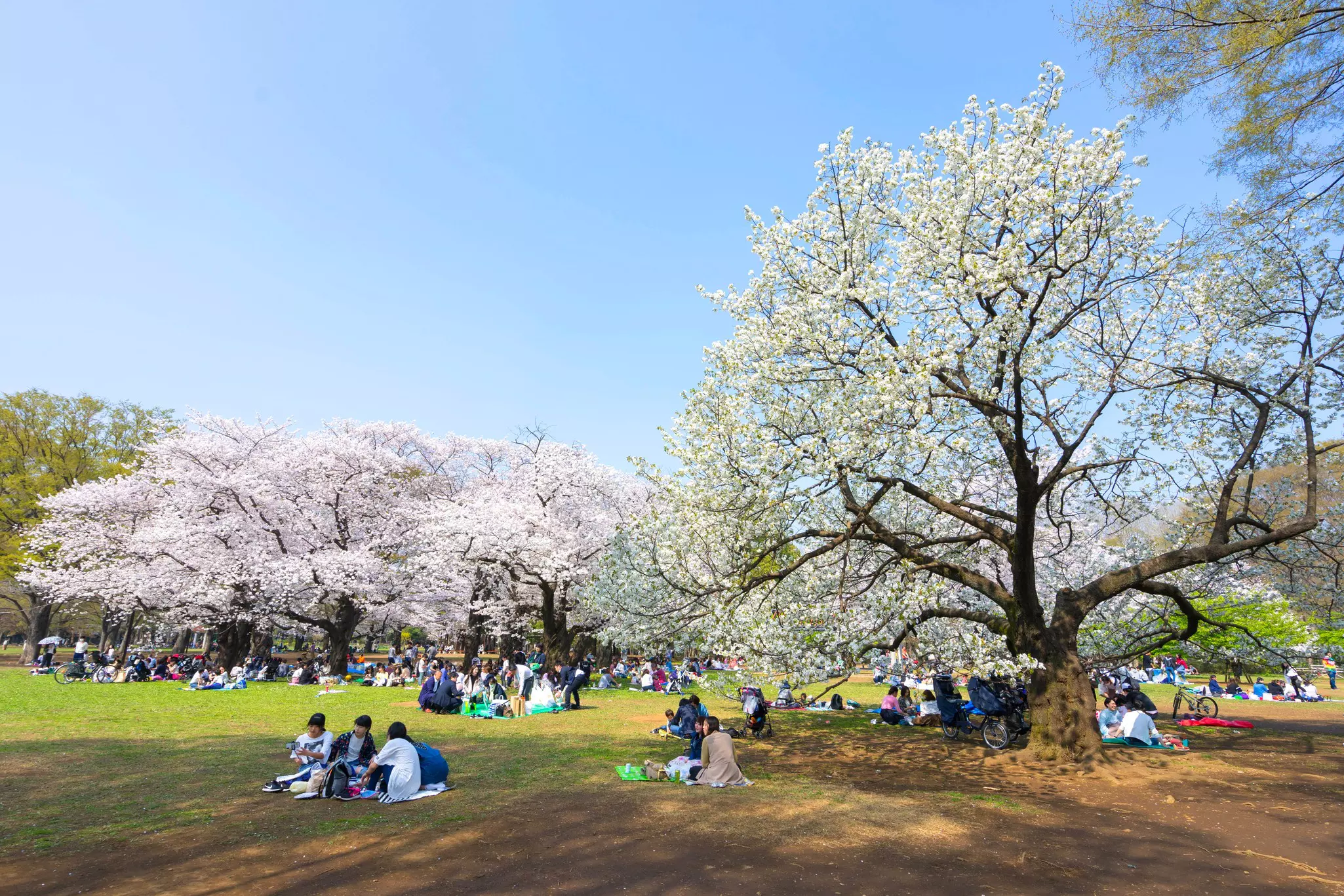 People admire the cherry blossoms in a park in Shibuya, Tokyo © Shutterstock / KanokpolTokumhnerd