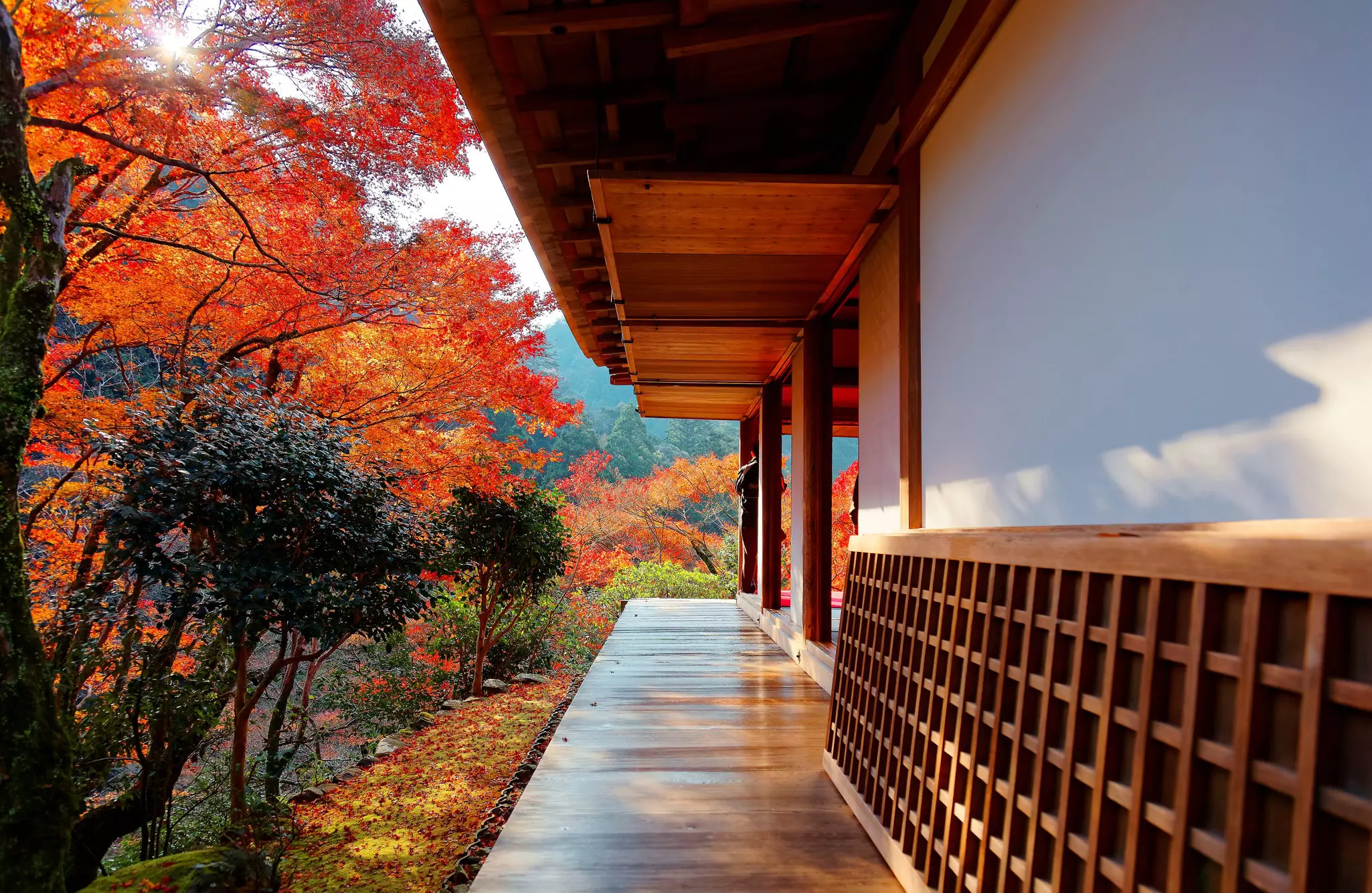 An exterior walkway made from wooden planks at a temple, with maple trees with orange foliage to the side.