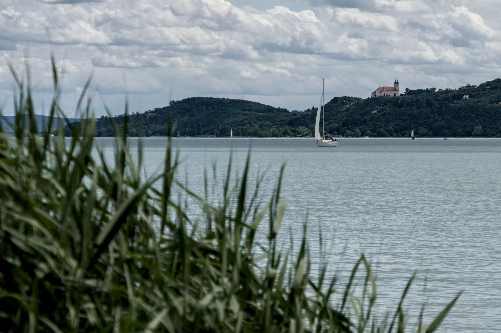 Reeds in the foreground frame a wide lake with a single sailboat and a wooded peninsula under a cloudy sky.