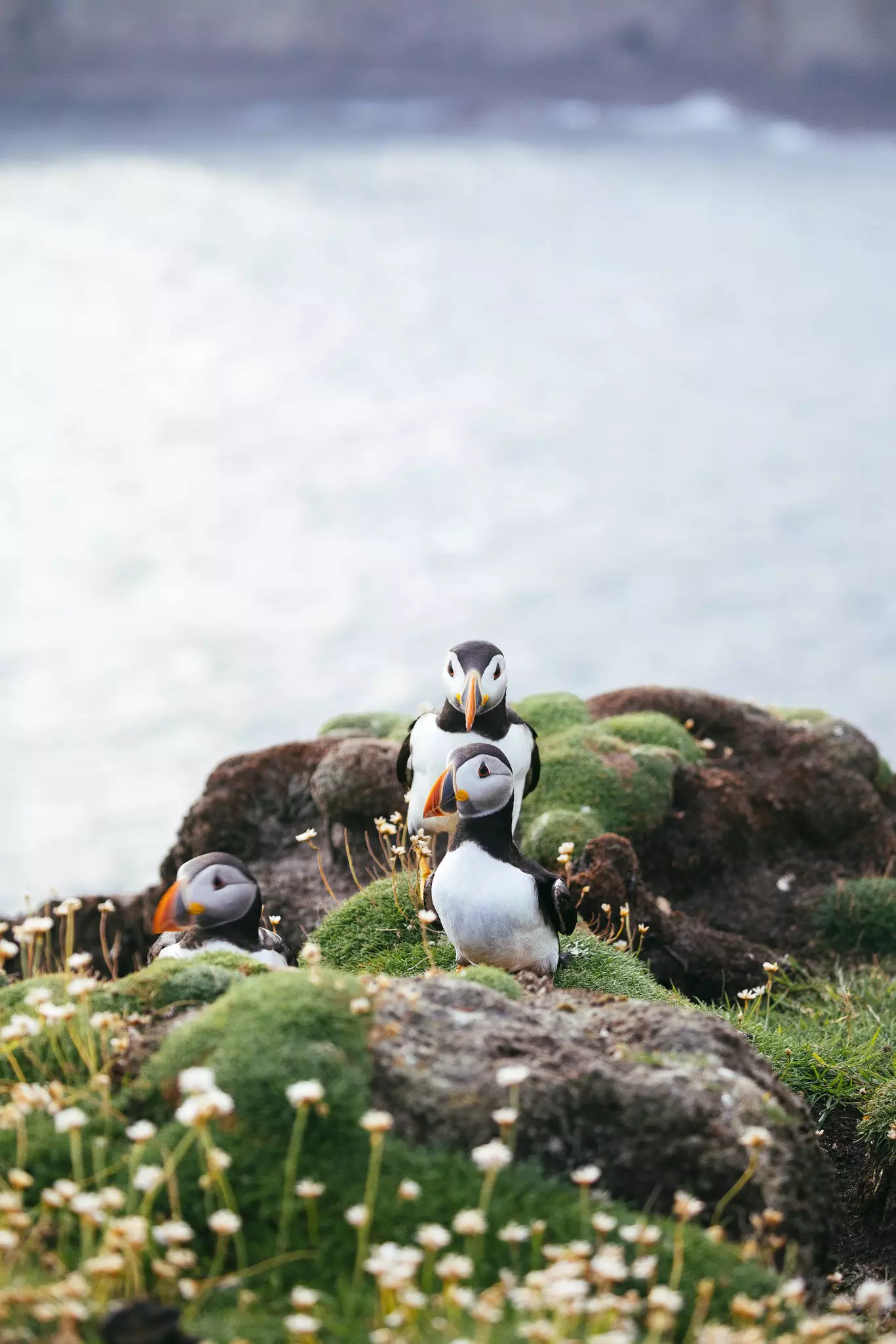 Black-and-white birds with orange beaks on a coastal cliff, with patches of rock, grass and white flowers on long stems.