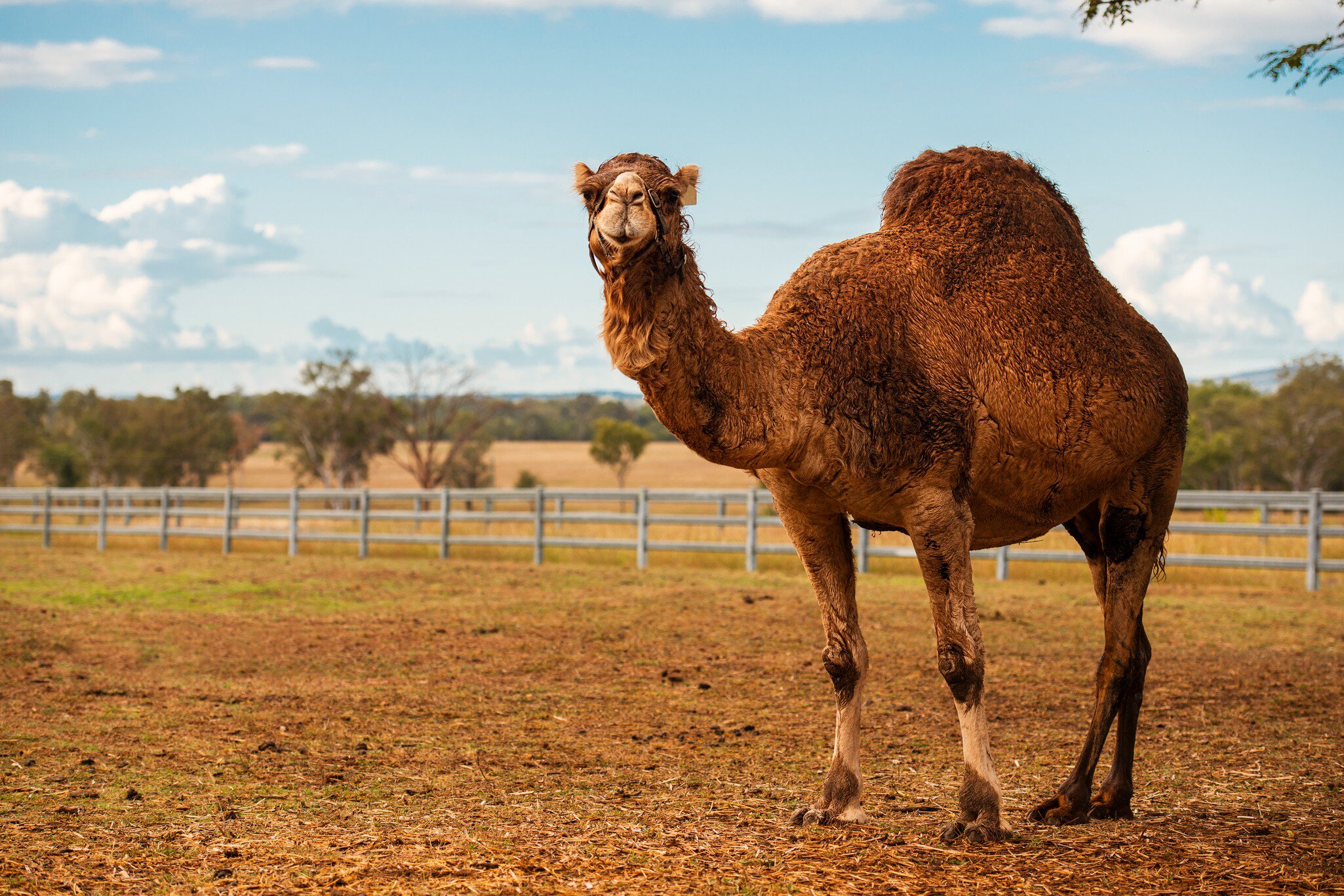 Large camel outside amongst nature during the day. Summer Land Camels outside of Brisbane, Queensland, Australia.