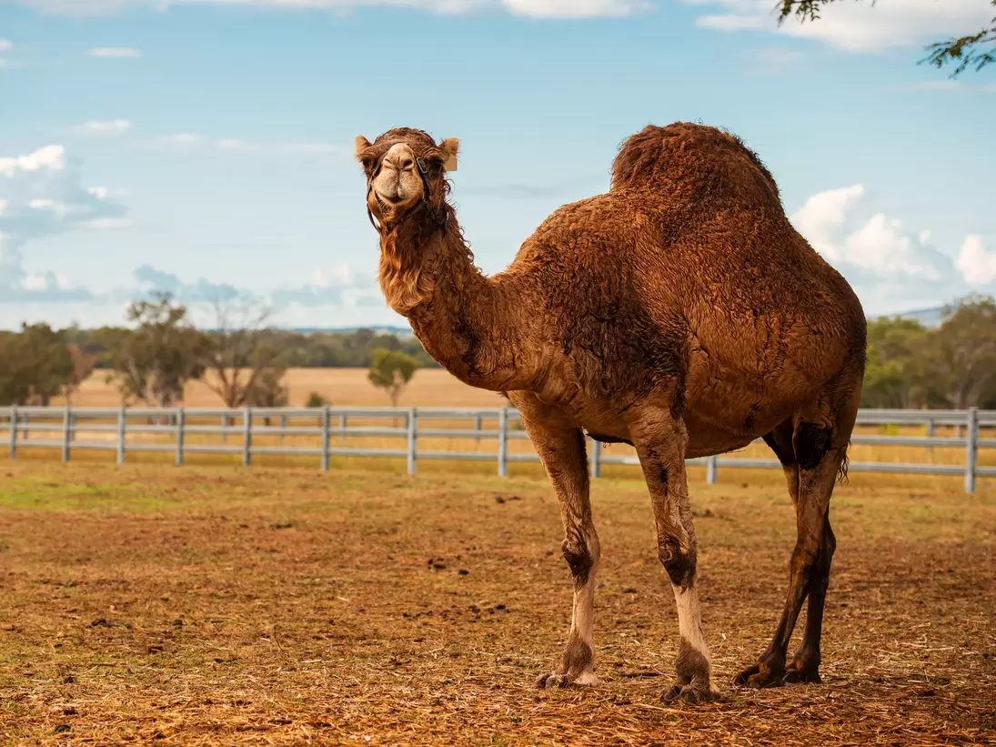 Large camel outside amongst nature during the day. Summer Land Camels outside of Brisbane, Queensland, Australia.