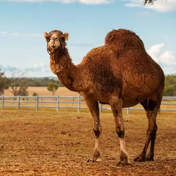 Large camel outside amongst nature during the day. Summer Land Camels outside of Brisbane, Queensland, Australia.