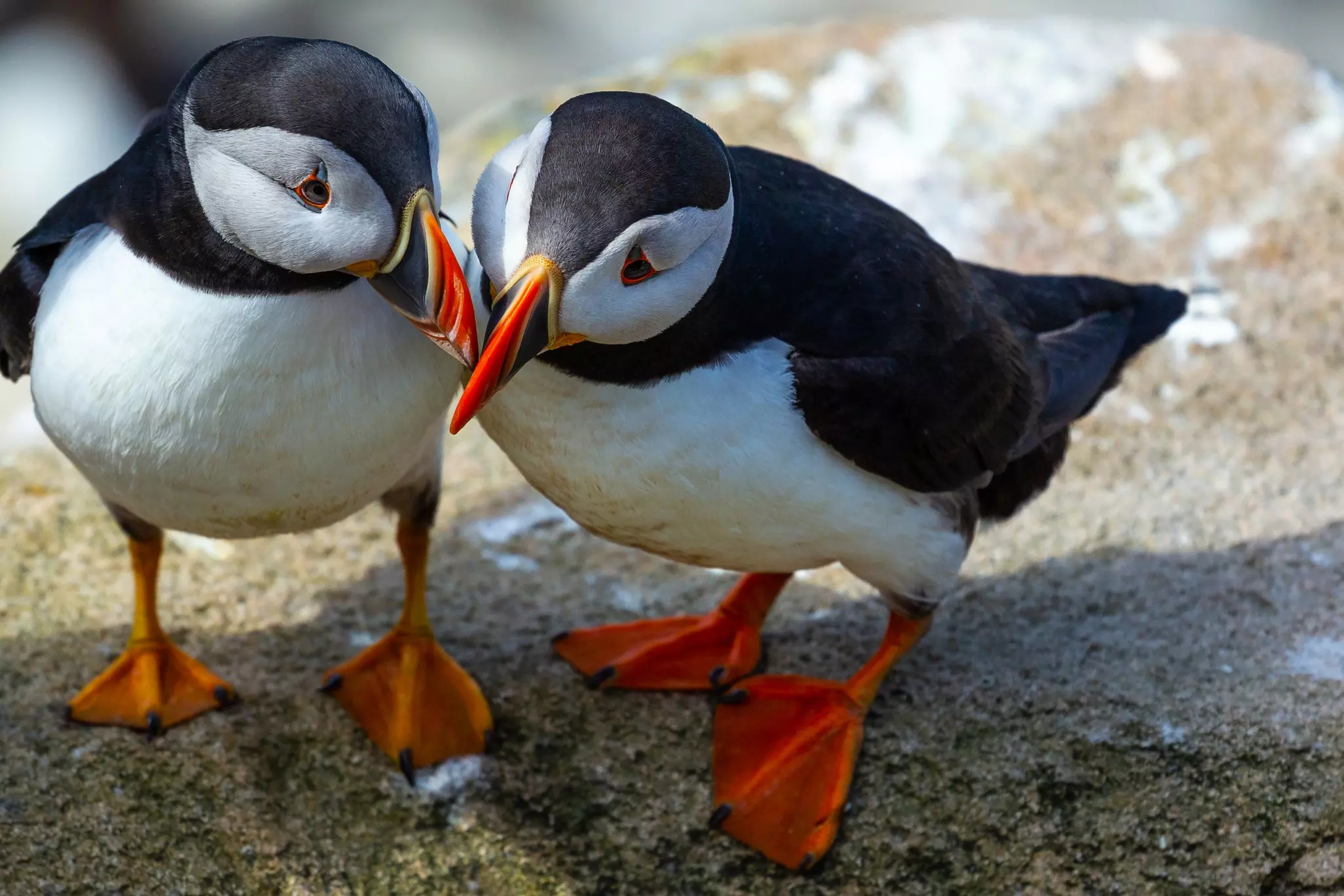 Kissing puffins showing affection.
1124300672
Ireland, Kissing, colorfoul, Bird, Horizontal, Colors, Puffin, Photography, Color Image, Togetherness, Island, Saltee