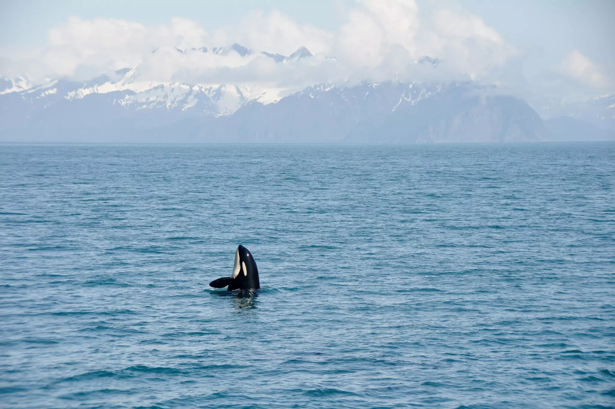 Orca Whales  in Resurrection Bay, Alaska Kenai Fjord National park