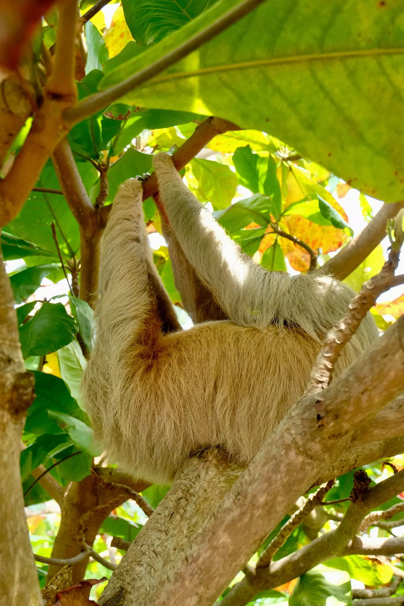 A sloth in a tree in Manuel Antonio, Costa Rica. 