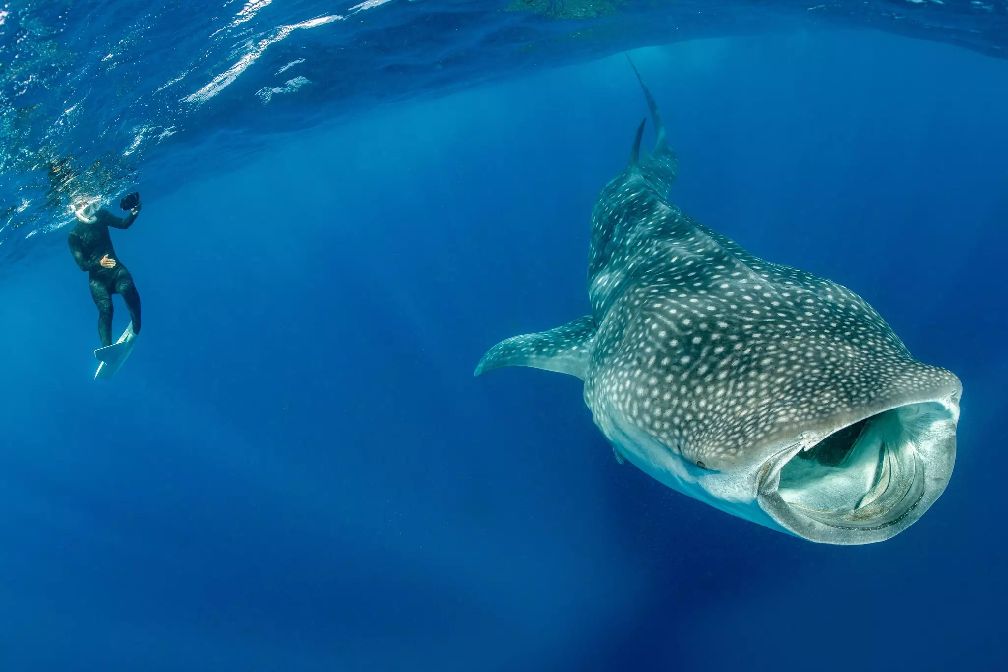 An underwater shot of a person wearing snorkel gear in the water near a spotted whale shark.
