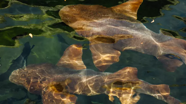 Key Largo Fisheries Backyard Cafe