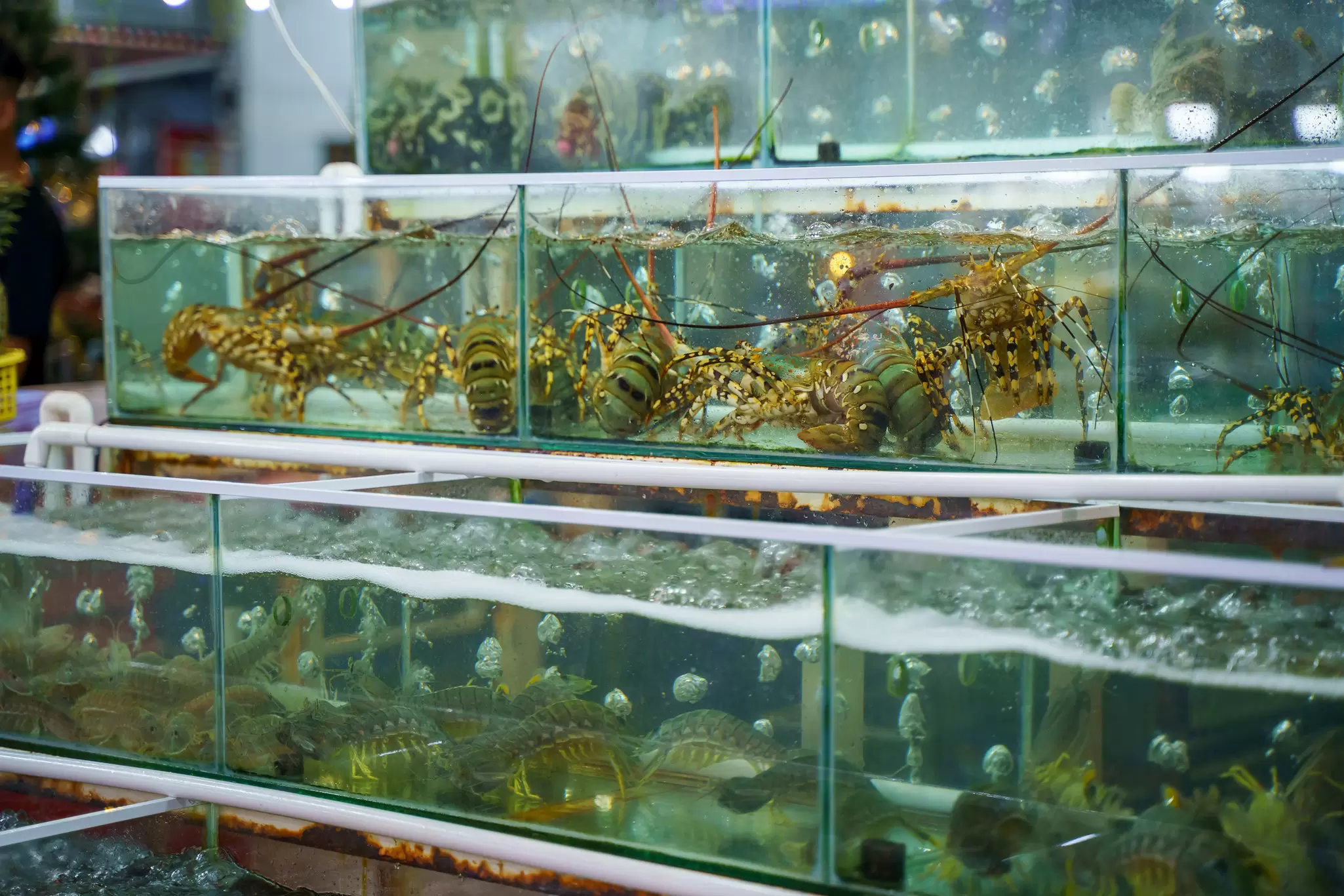Fresh seafood for sale at Phu Quoc Night Market in Vietnam,.