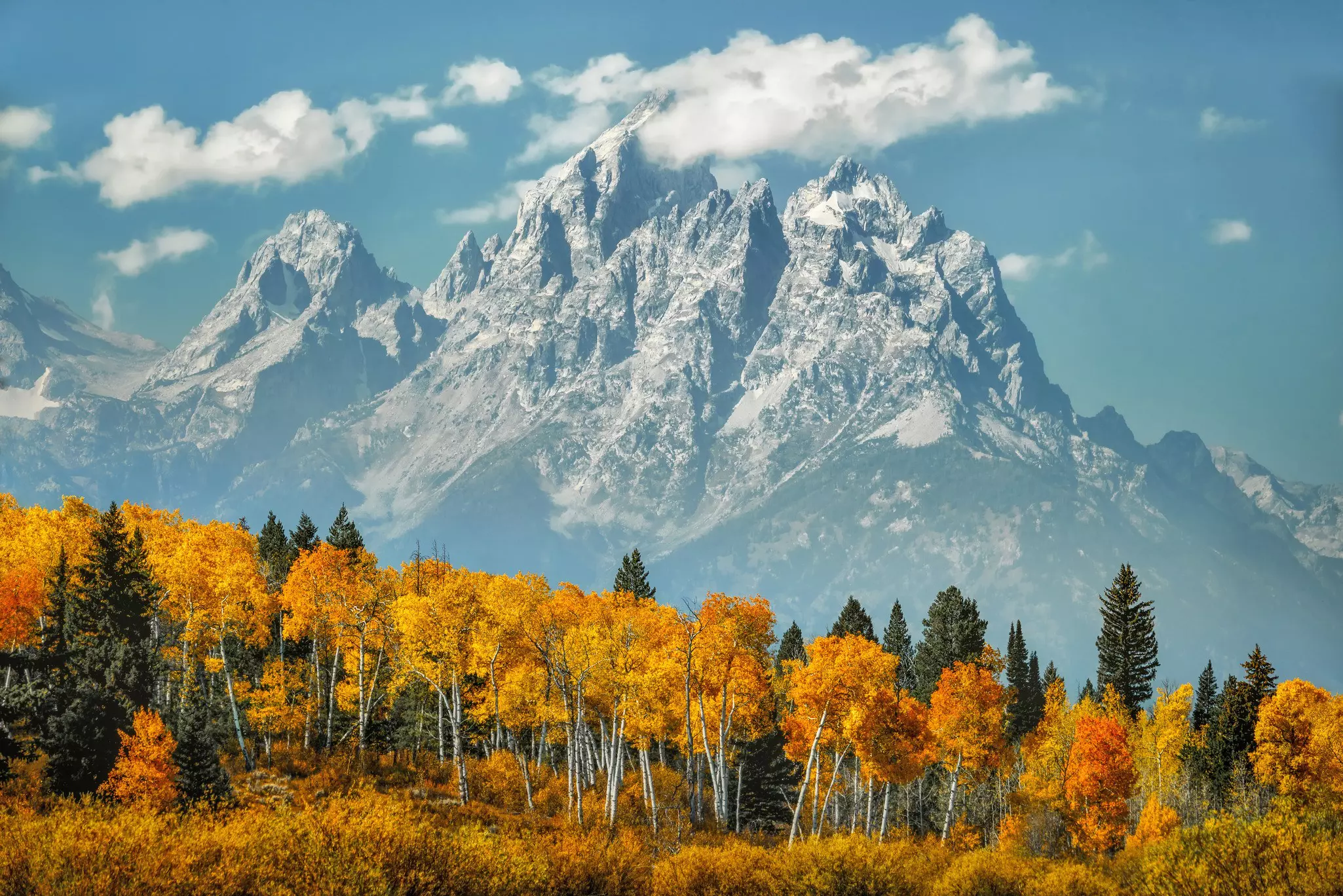 View of aspen trees in yellow and gold fall foliage with snow-capped Grand Teton mountains in distance