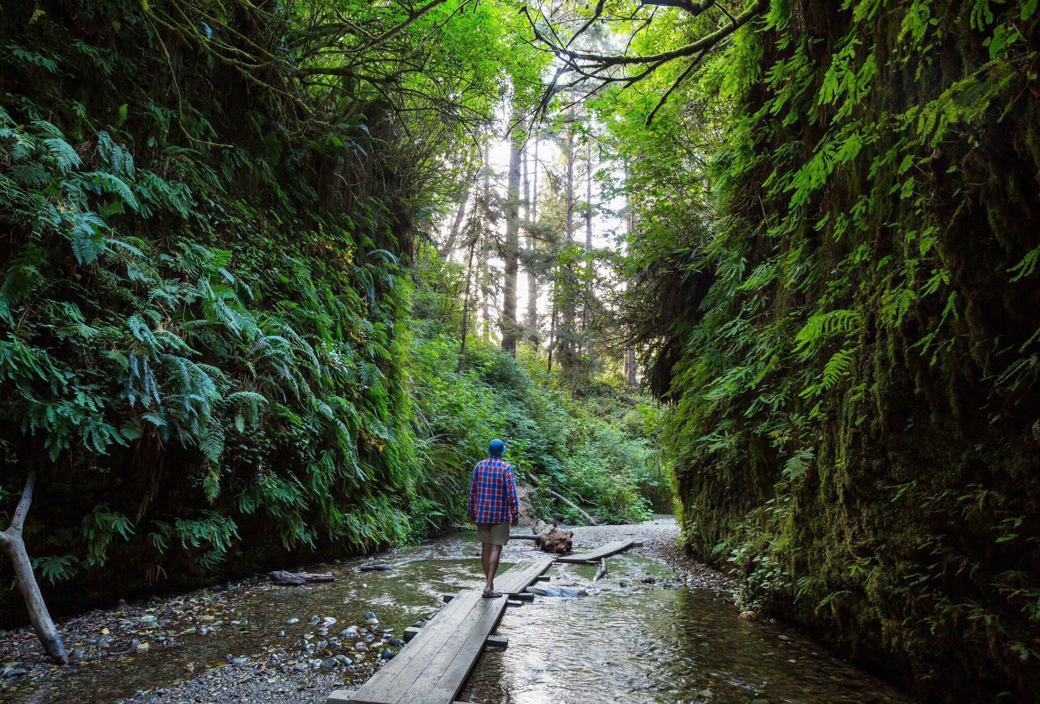 Fern Canyon in Redwoods National Park, California.