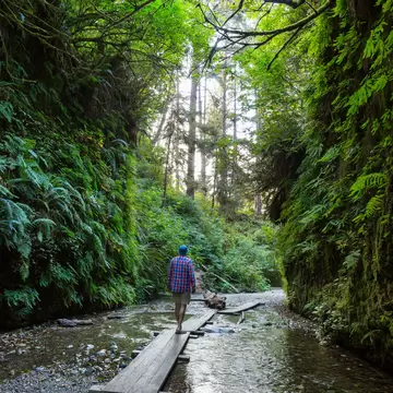 Fern Canyon in Redwoods National Park, California.