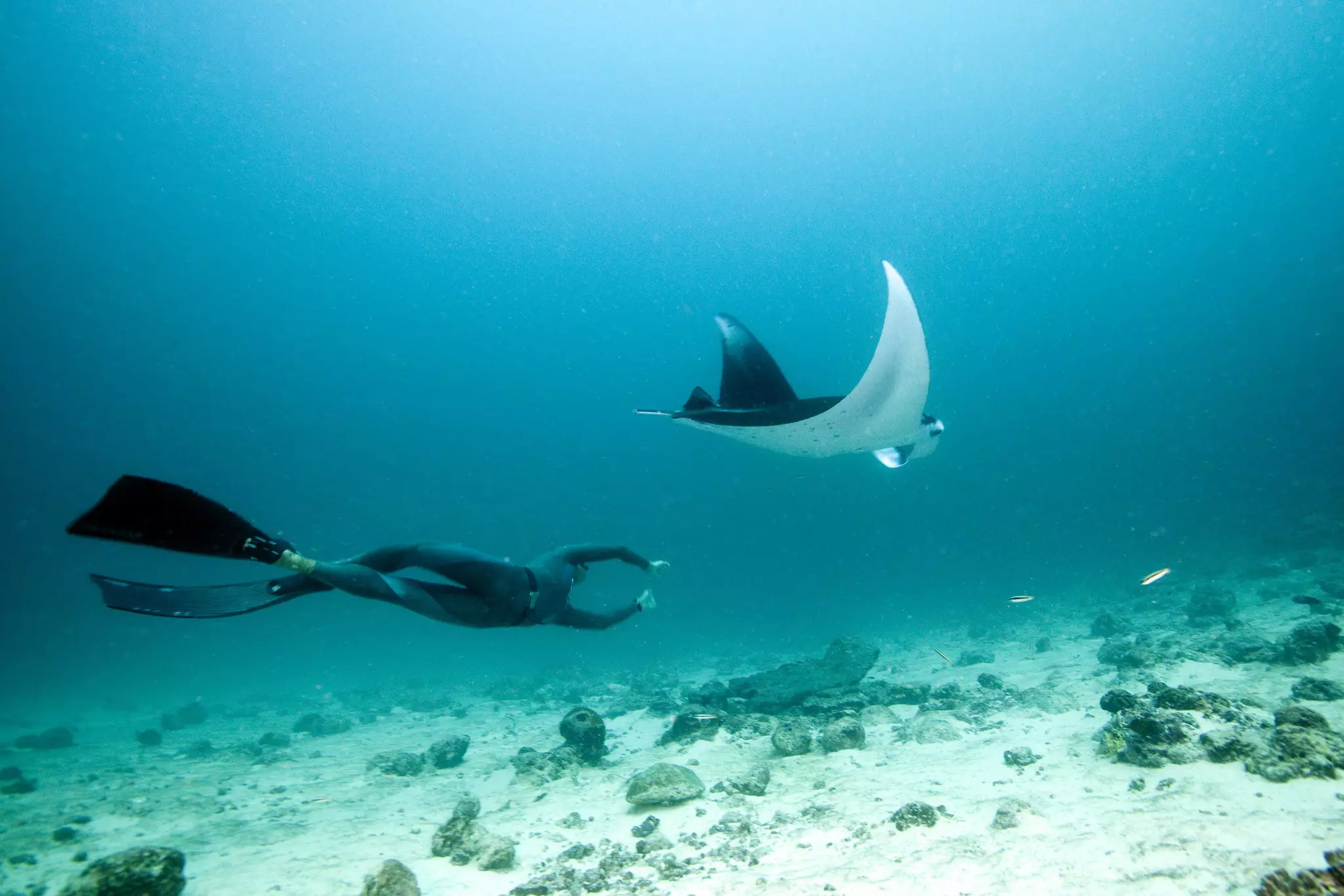 A diver wearing long black fins and a wetsuit swims beneath a large manta ray underwater.