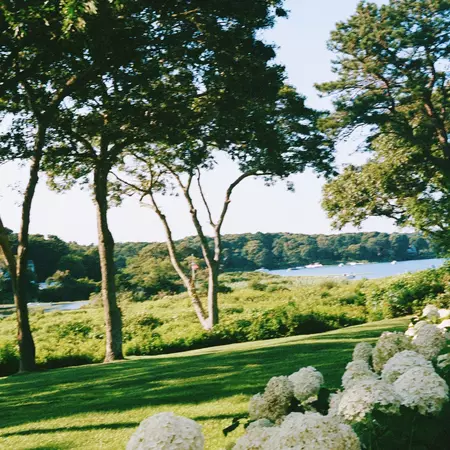 A white hydrangea bush with a grassy lawn and cove in the background