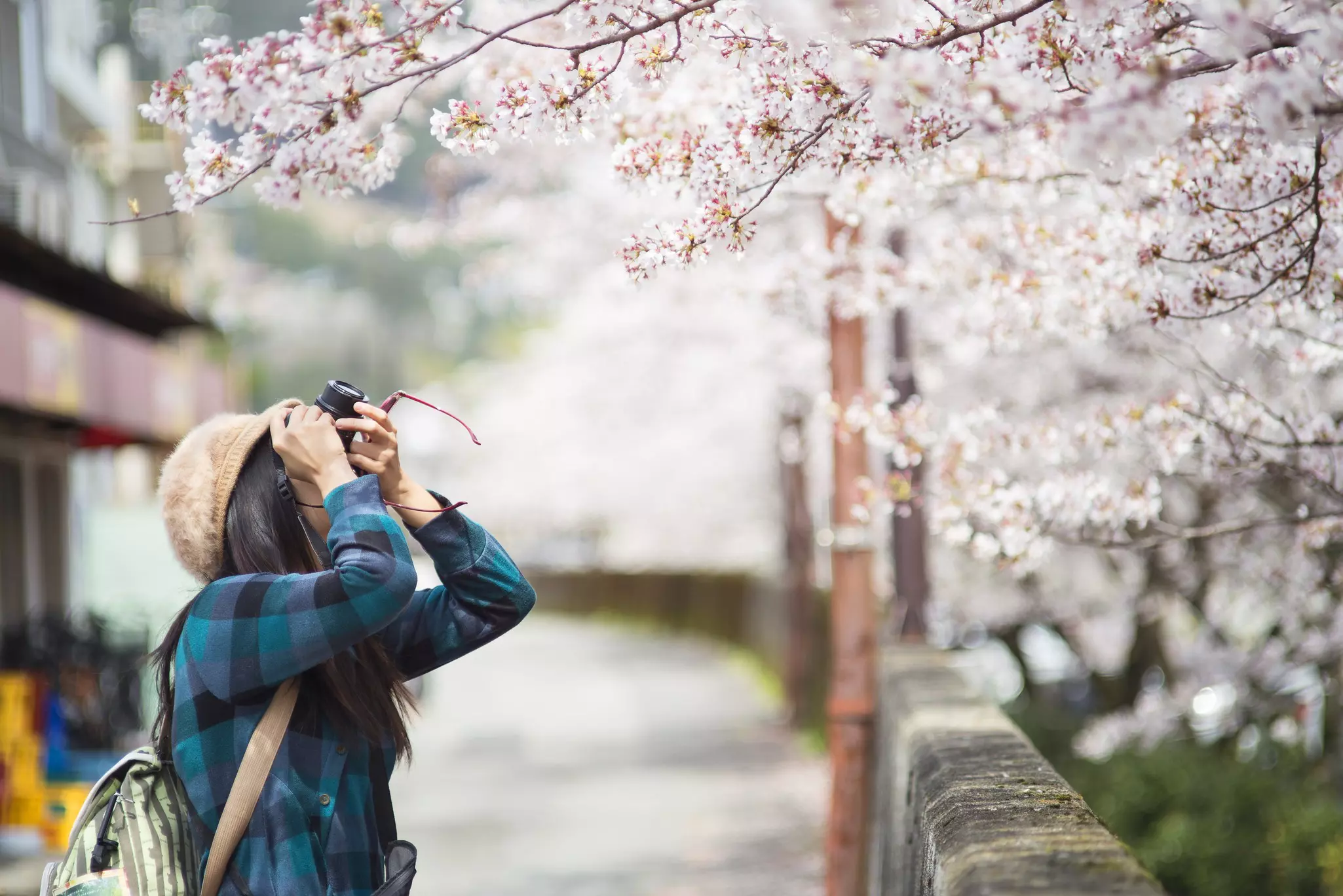 Vernal Equinox Day is a public holiday in Japan © Harry Painter / Shutterstock