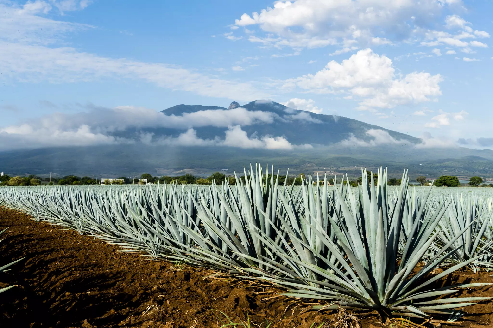 Wide shot of a field of blue agave plants with a large mountain and clouds in the distance.