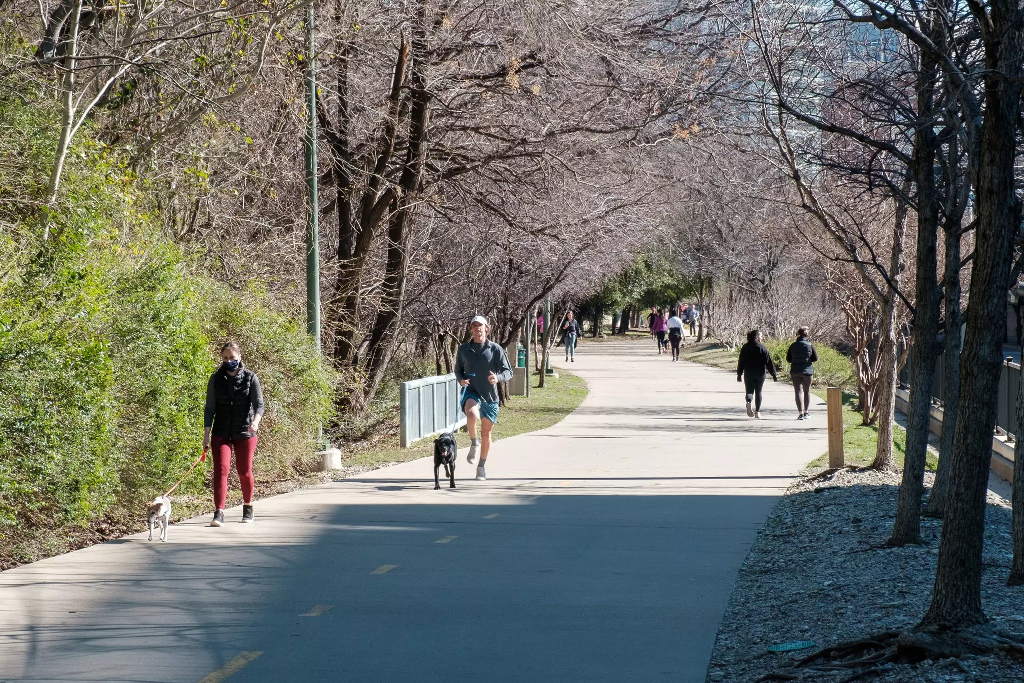 Walkers, runners and dog walkers on a two-lane cement trail surrounded by leafless trees through a city park on a sunny day.