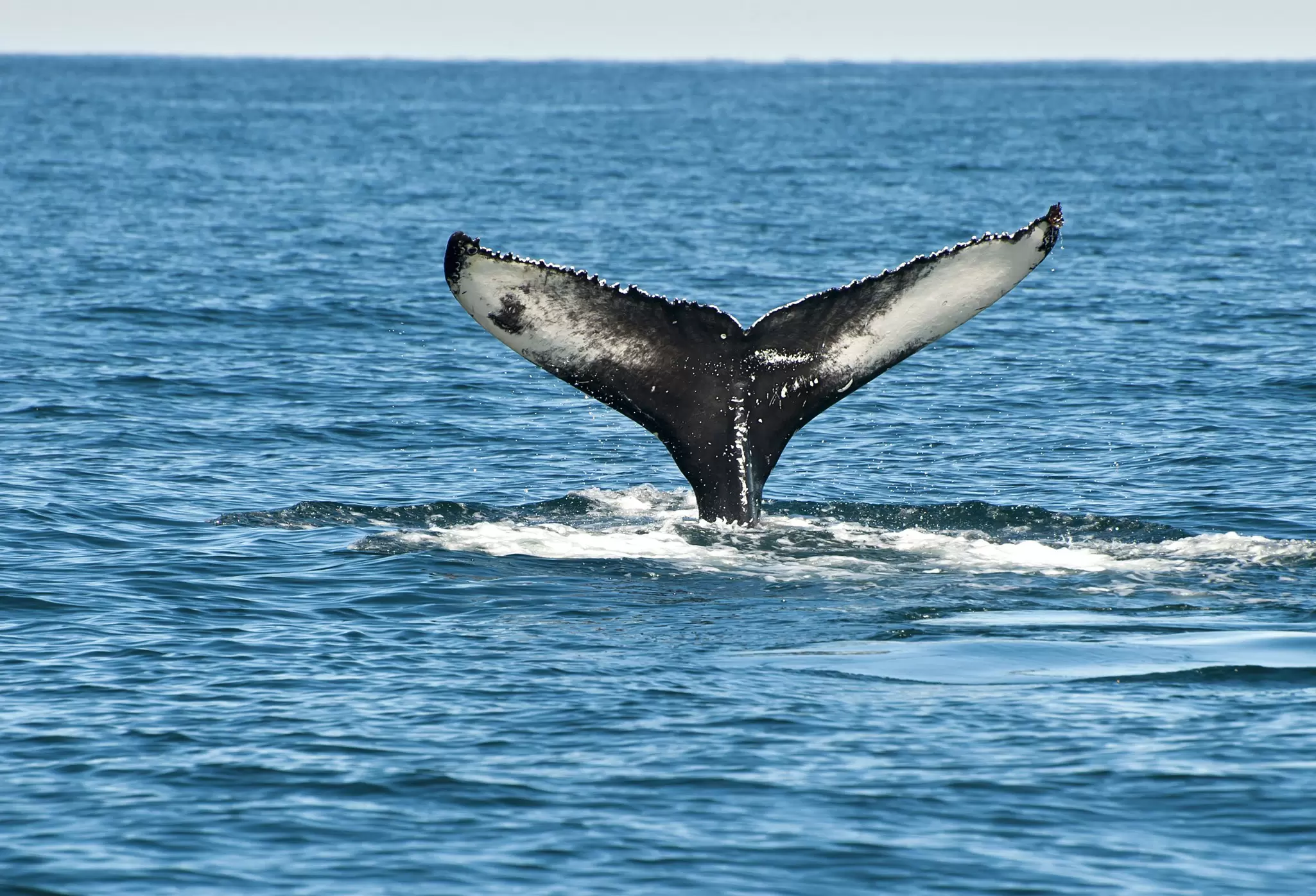 Tail fin of the mighty humpback whale (Megaptera novaeangliae) seen from the boat near Husavik, Iceland, License Type: media, Download Time: 2025-10-31T11:52:26.000Z, User: aniabartoszek, Editorial: false, purchase_order: 56530 - Guidebooks, job: Global Publishing-WIP, client: Journey Iceland Ring Road 1, other: Ania Lenihan/