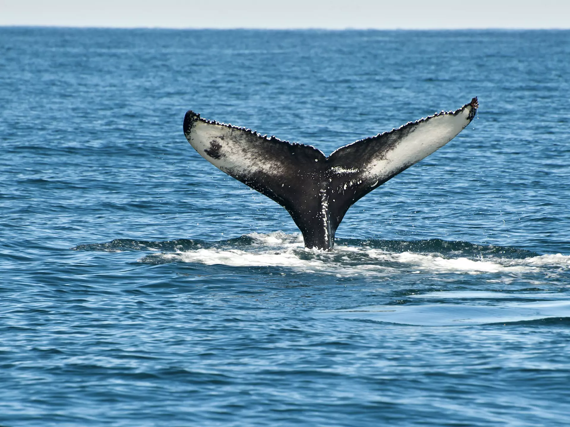 Tail fin of the mighty humpback whale (Megaptera novaeangliae) seen from the boat near Husavik, Iceland, License Type: media, Download Time: 2025-10-31T11:52:26.000Z, User: aniabartoszek, Editorial: false, purchase_order: 56530 - Guidebooks, job: Global Publishing-WIP, client: Journey Iceland Ring Road 1, other: Ania Lenihan/