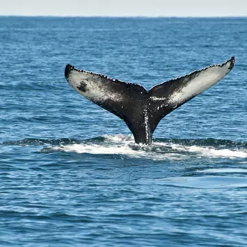 Tail fin of the mighty humpback whale (Megaptera novaeangliae) seen from the boat near Husavik, Iceland, License Type: media, Download Time: 2025-10-31T11:52:26.000Z, User: aniabartoszek, Editorial: false, purchase_order: 56530 - Guidebooks, job: Global Publishing-WIP, client: Journey Iceland Ring Road 1, other: Ania Lenihan/